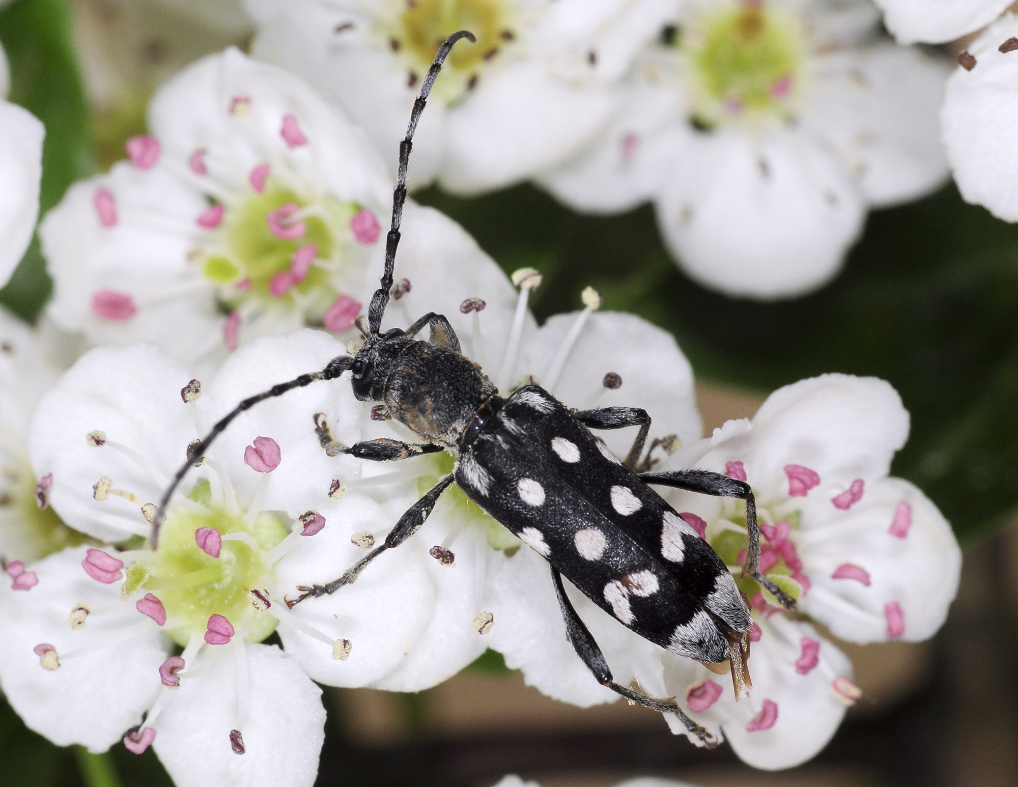 Paraclytus sexguttatus