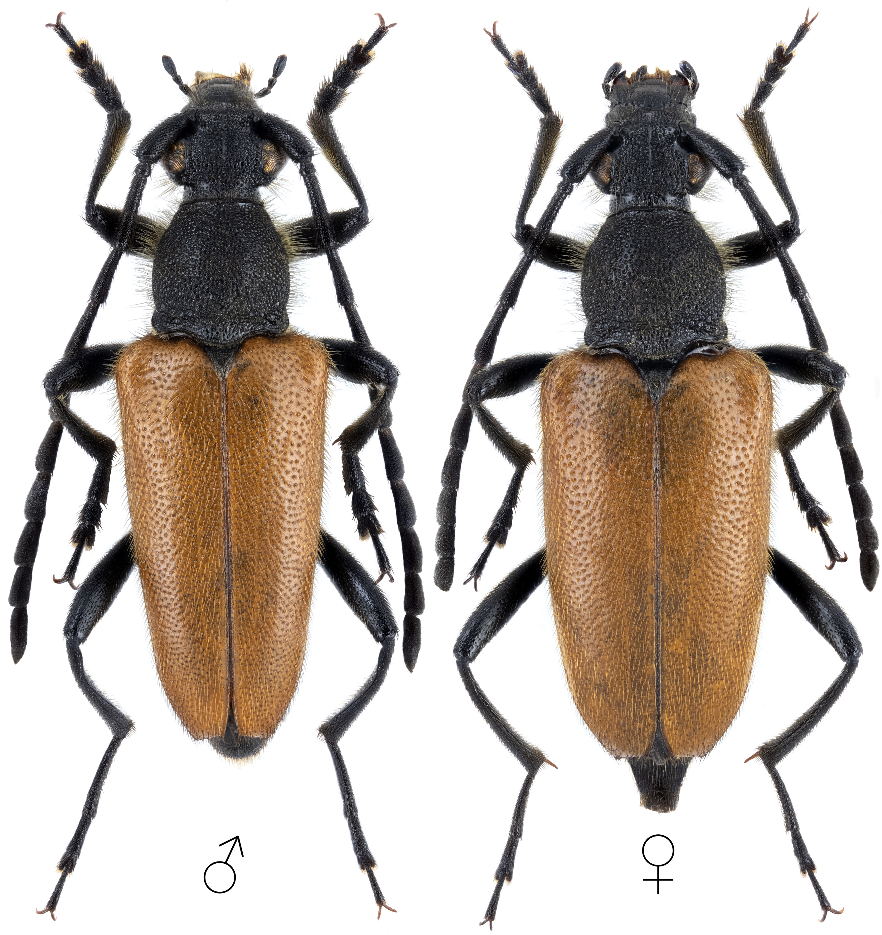 Paracorymbia benjamini benjamini