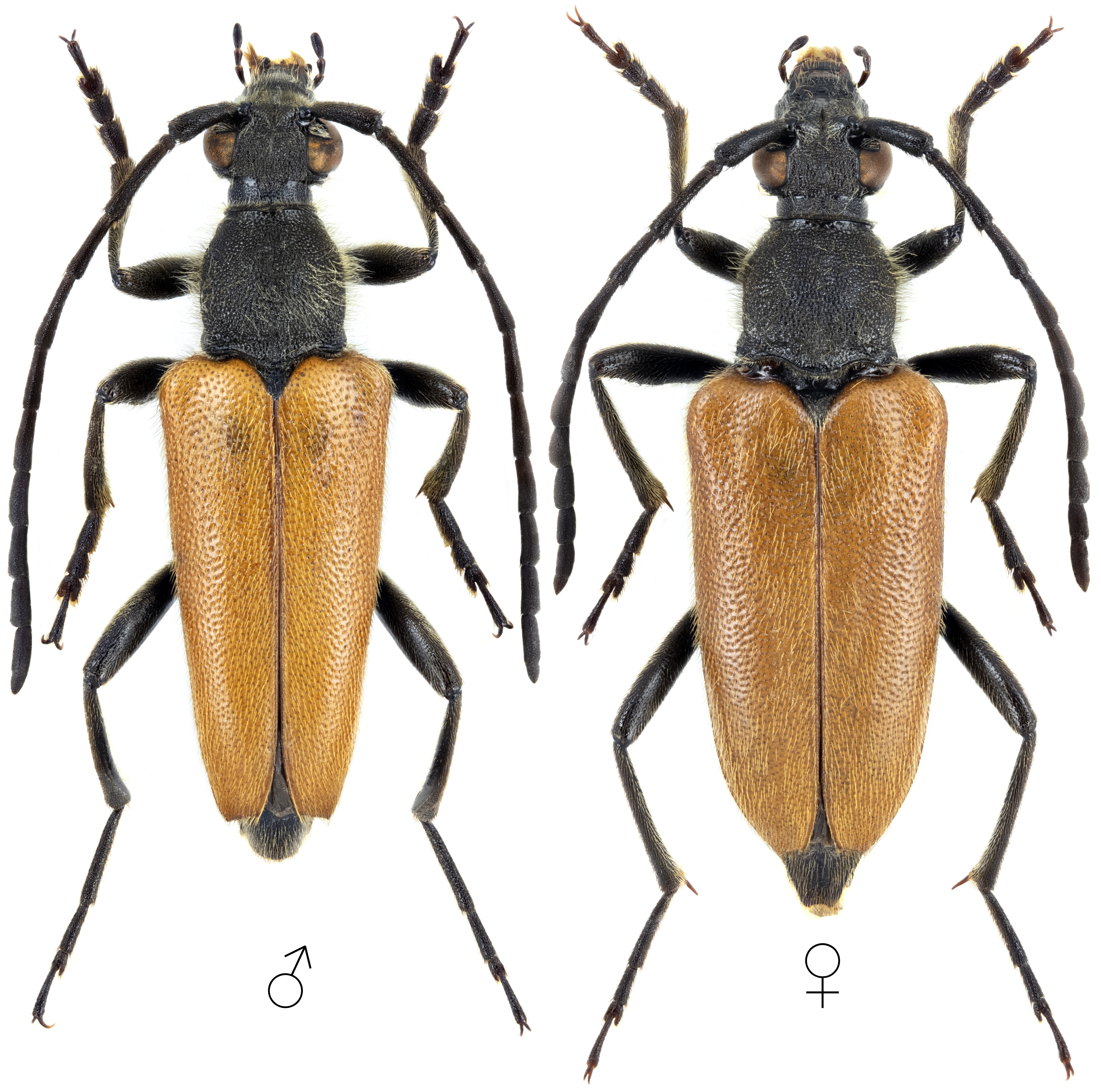Paracorymbia pallidipennis