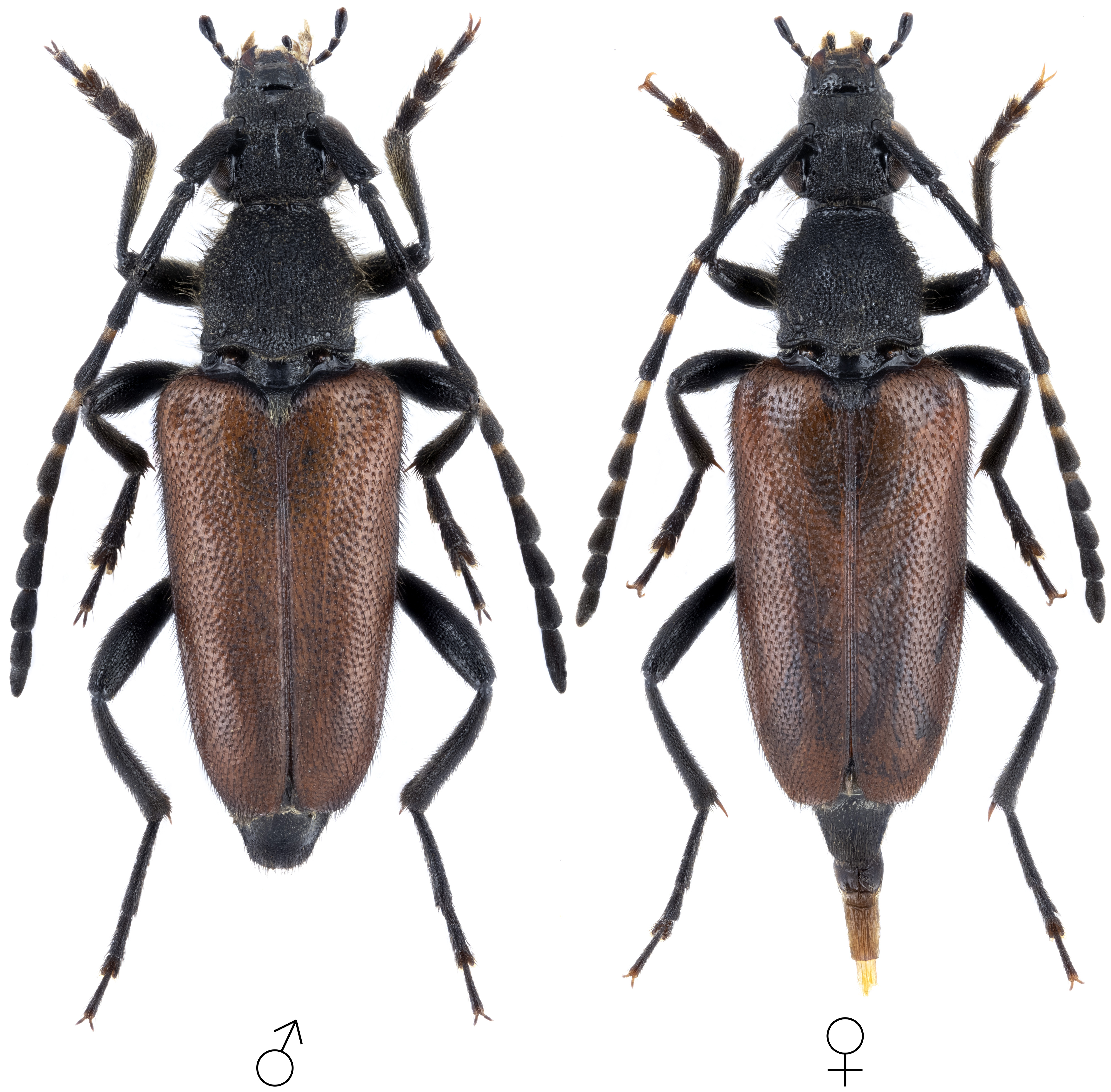 Paracorymbia simplonica