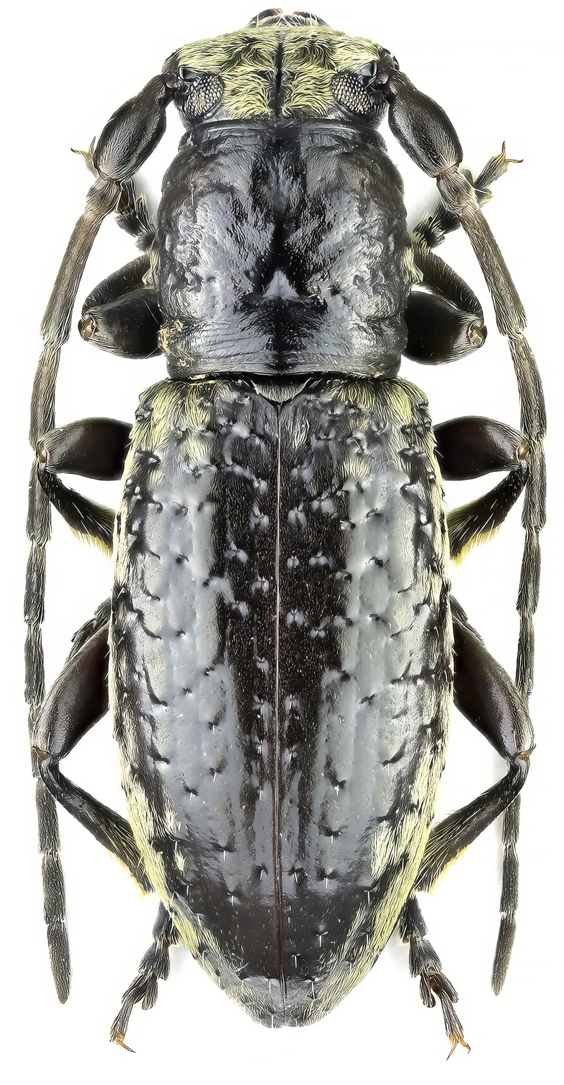 Paradeucalion maderense