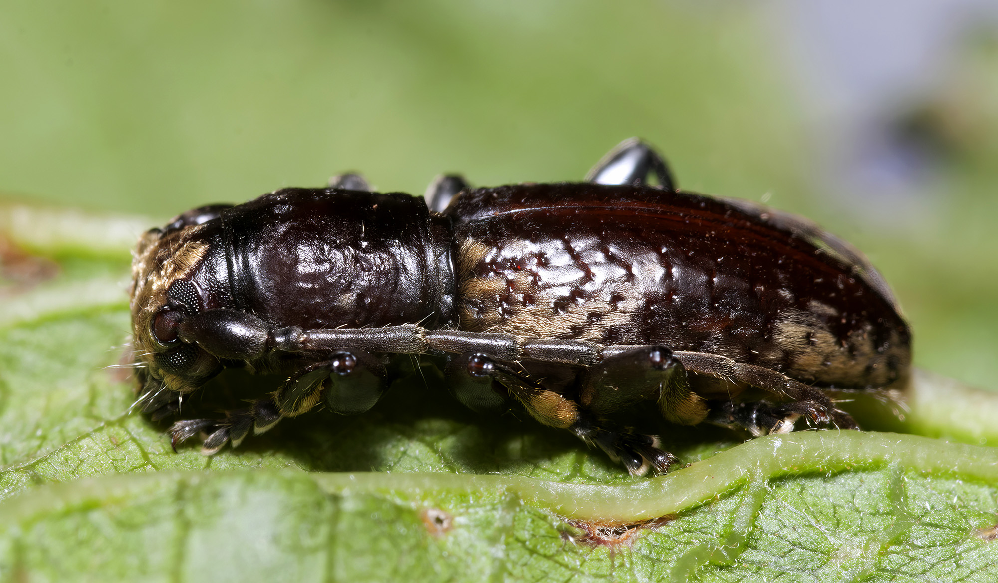 Paradeucalion maderense