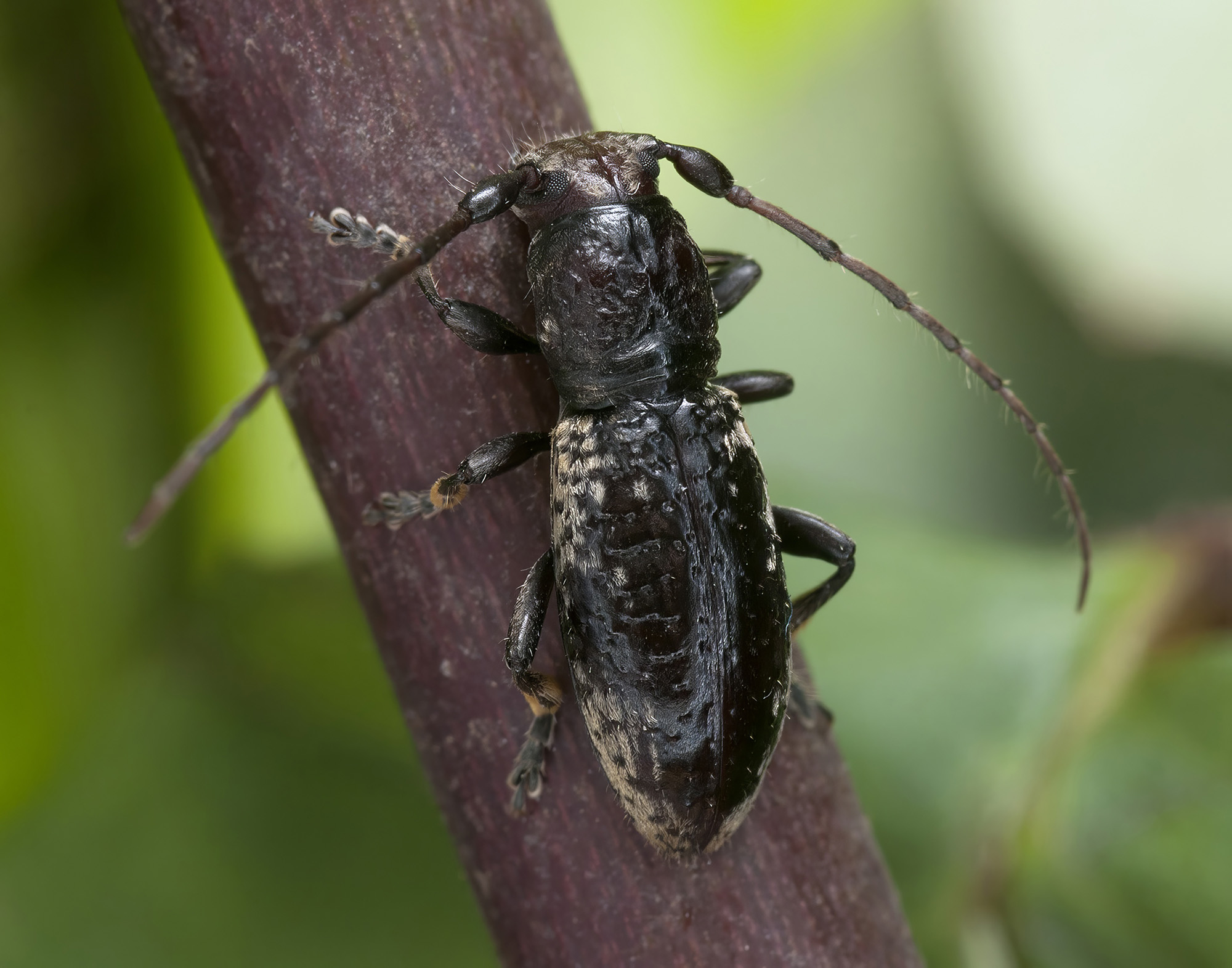 Paradeucalion maderense