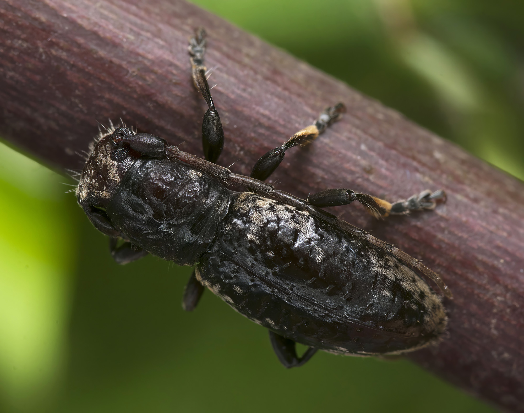 Paradeucalion maderense