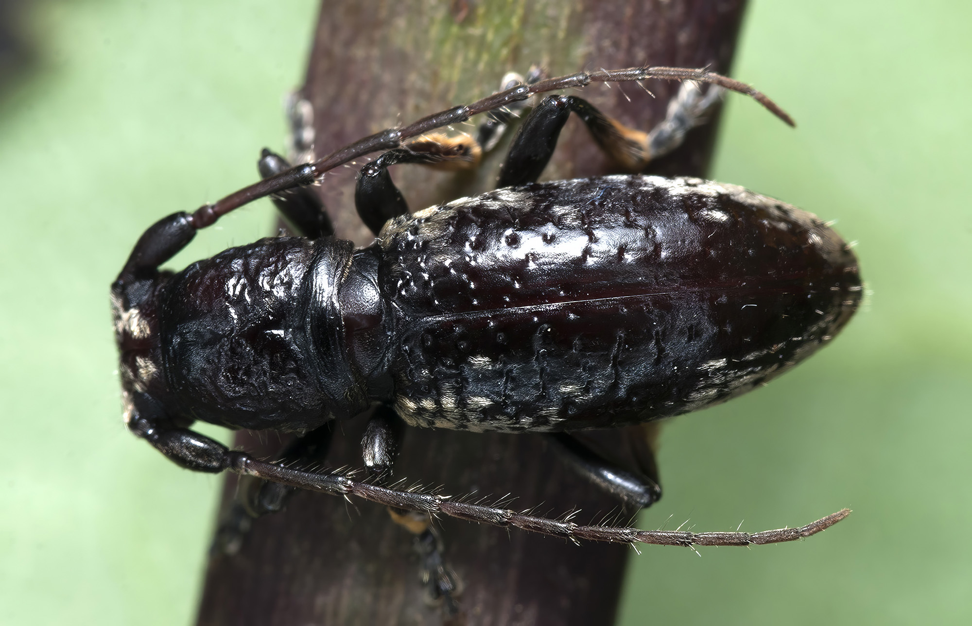 Paradeucalion maderense