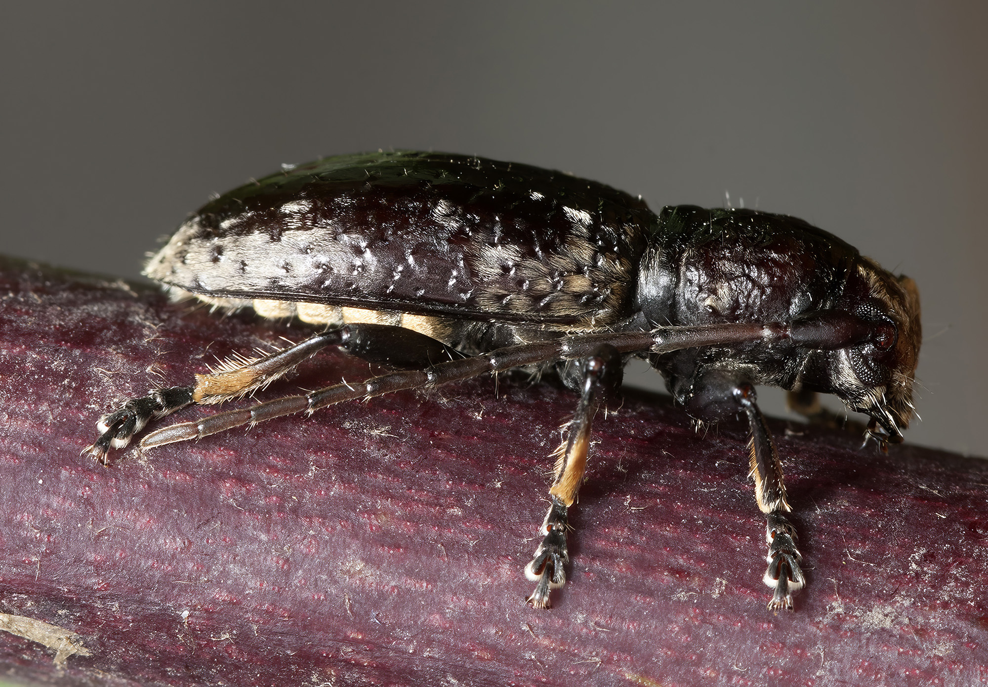 Paradeucalion maderense