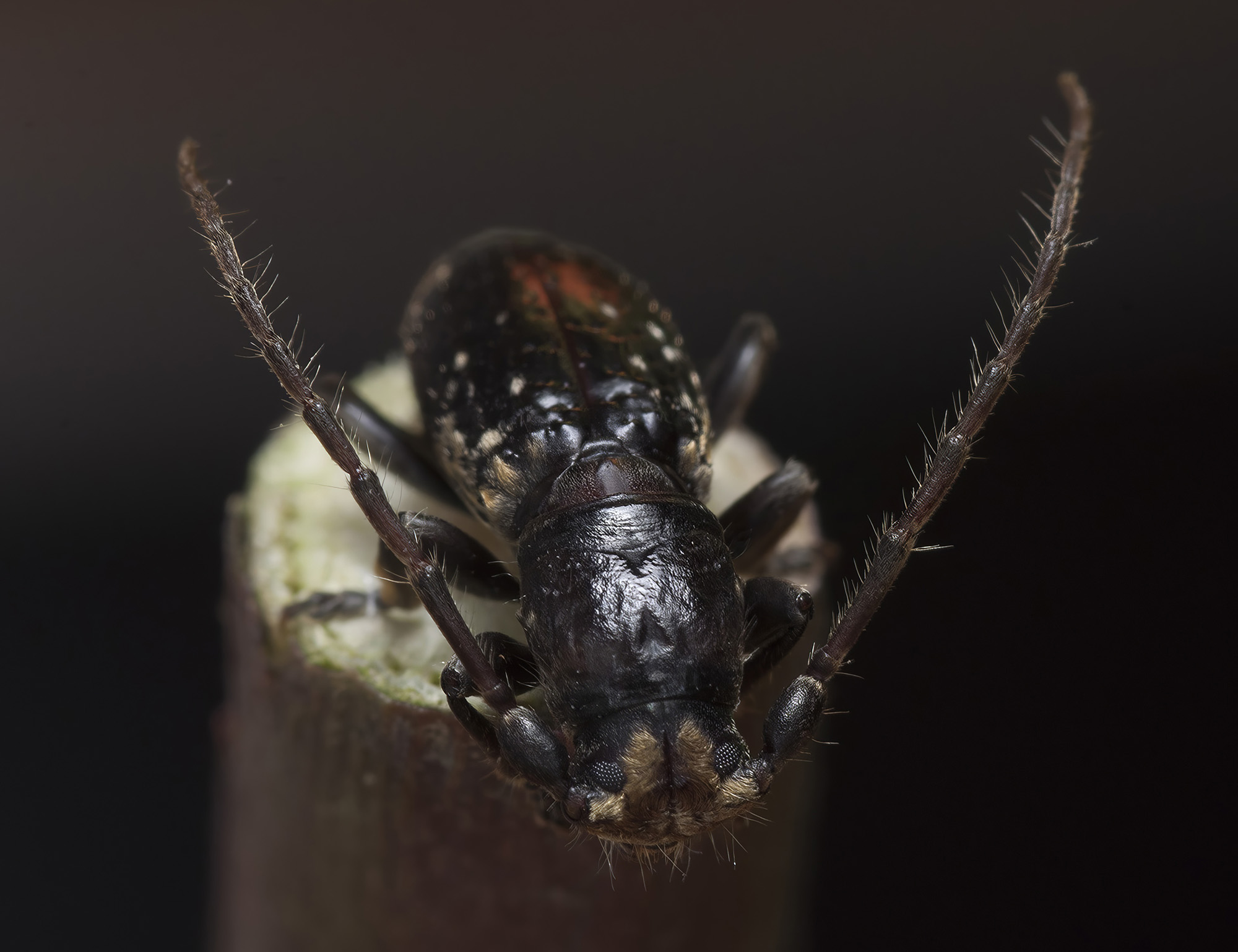 Paradeucalion maderense