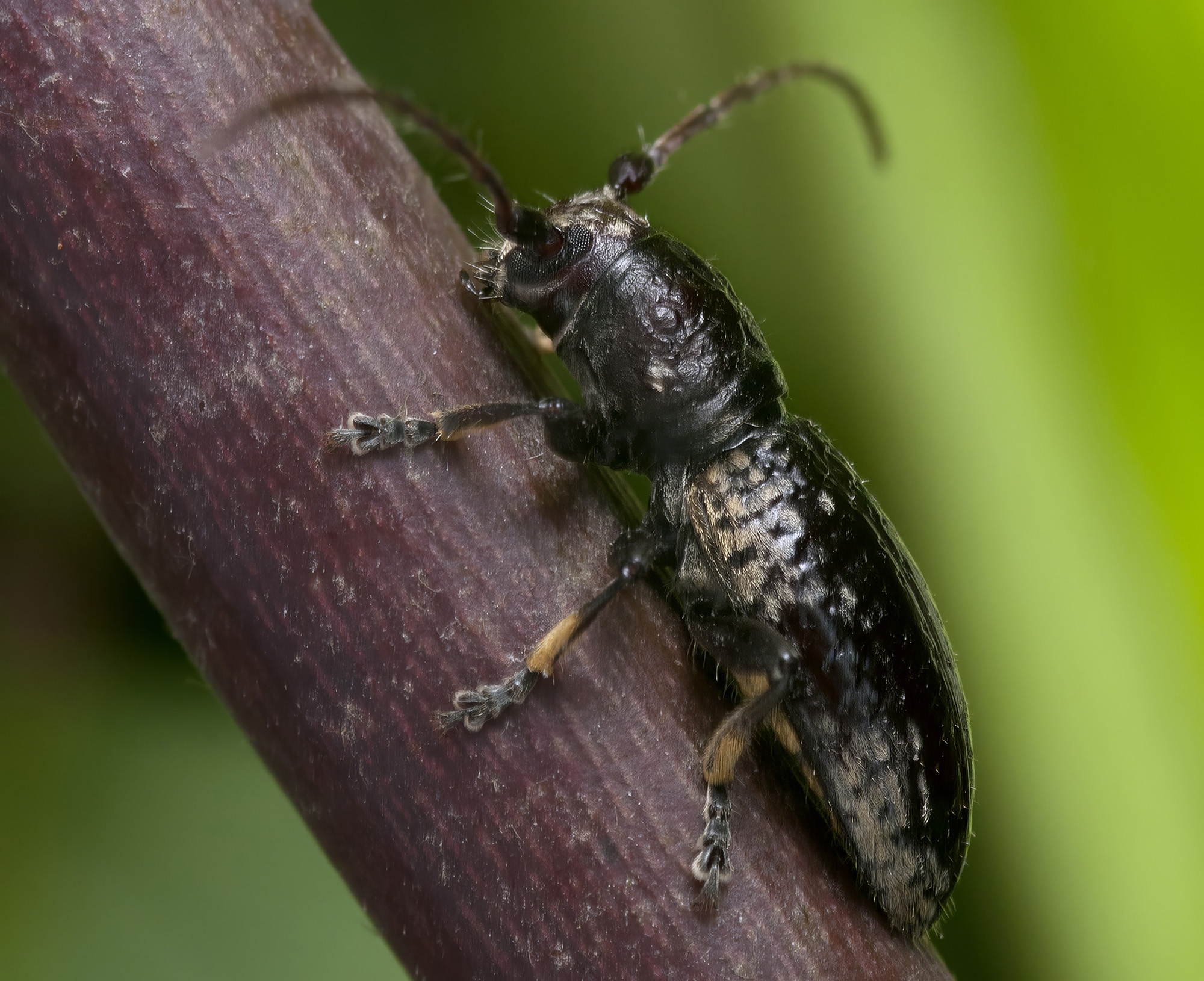 Paradeucalion maderense