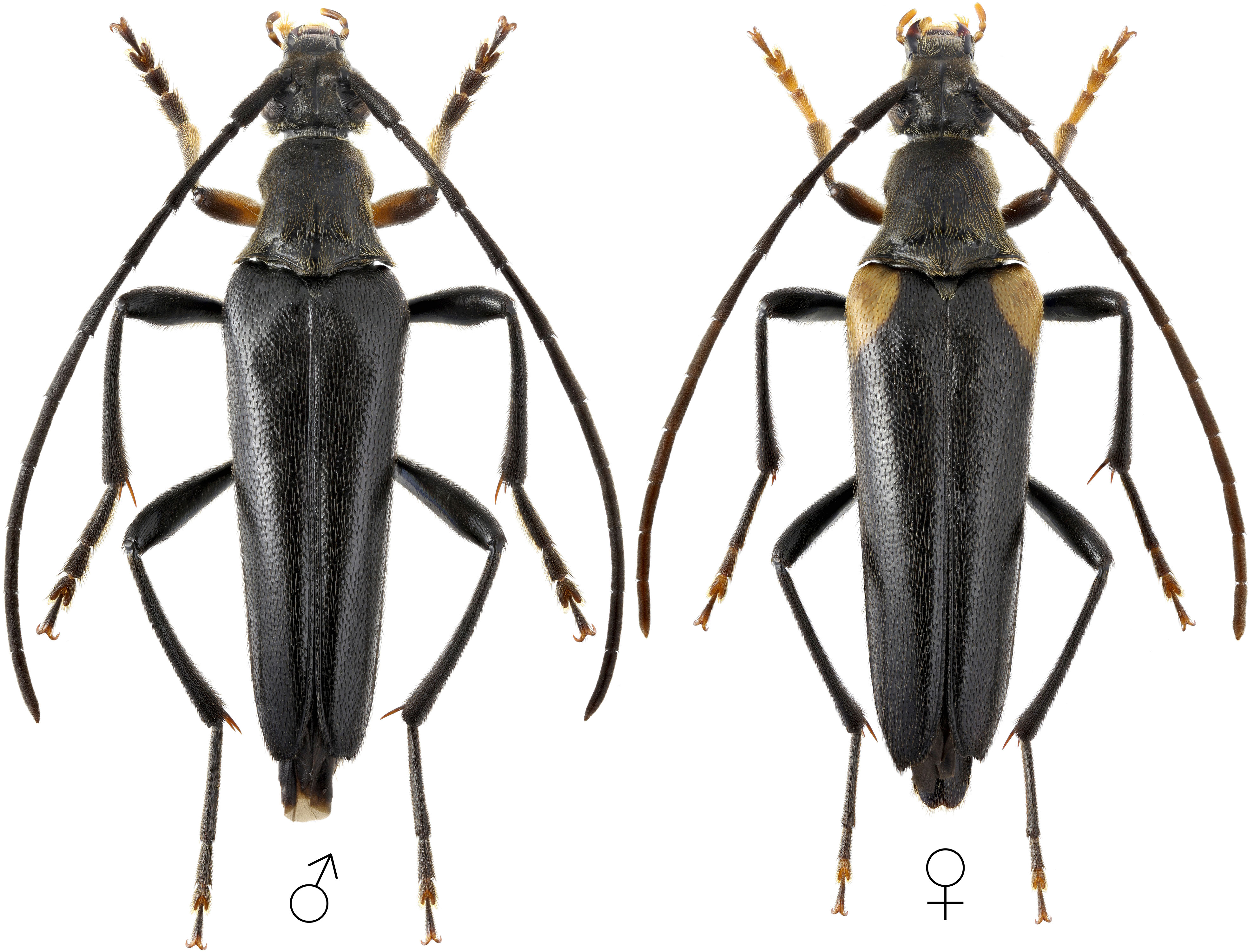 Pedostrangalia femoralis