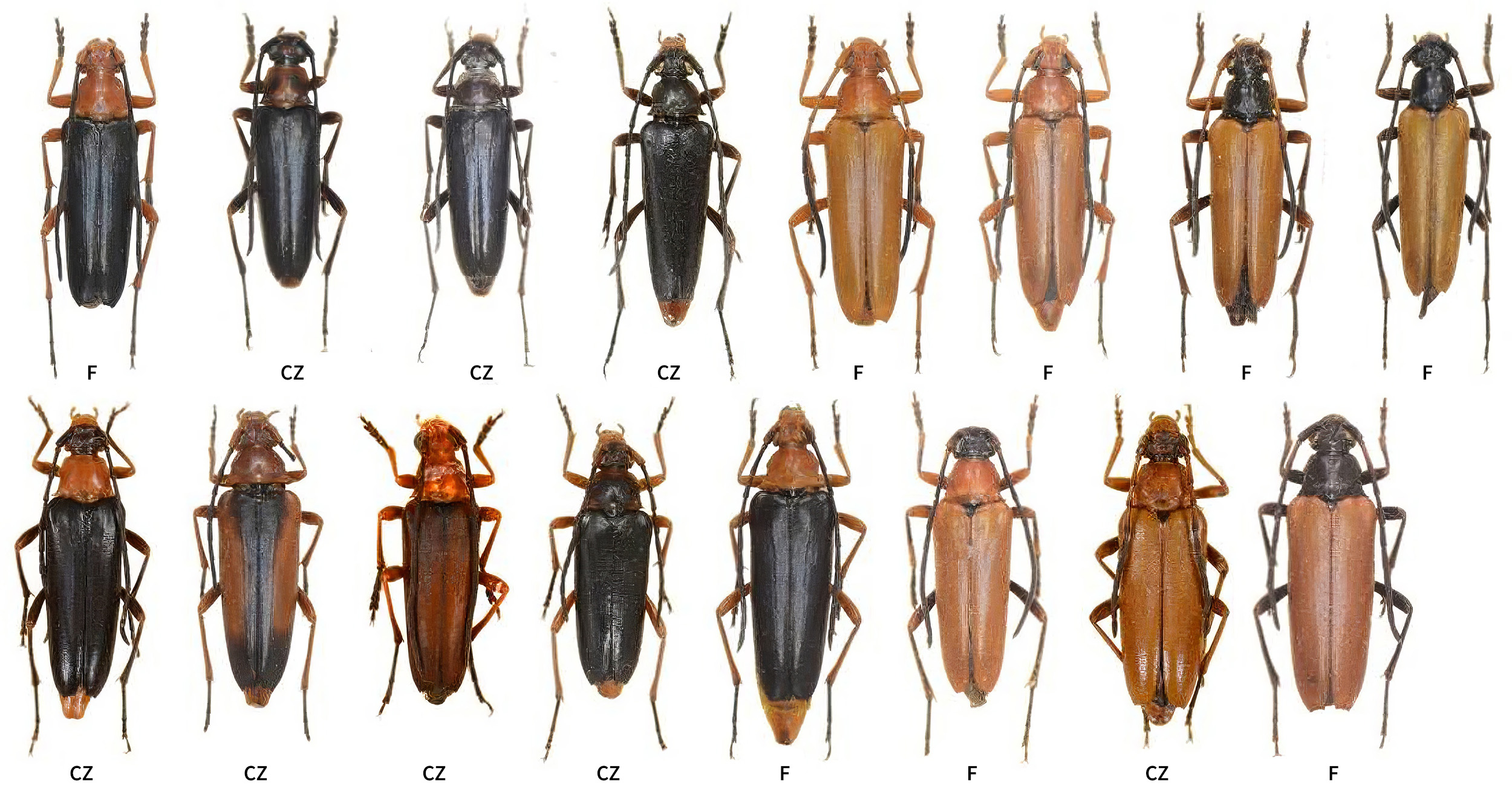 Pedostrangalia revestita