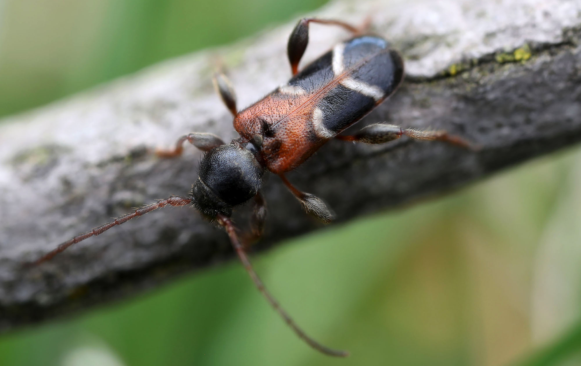 Phymatodes alni alni