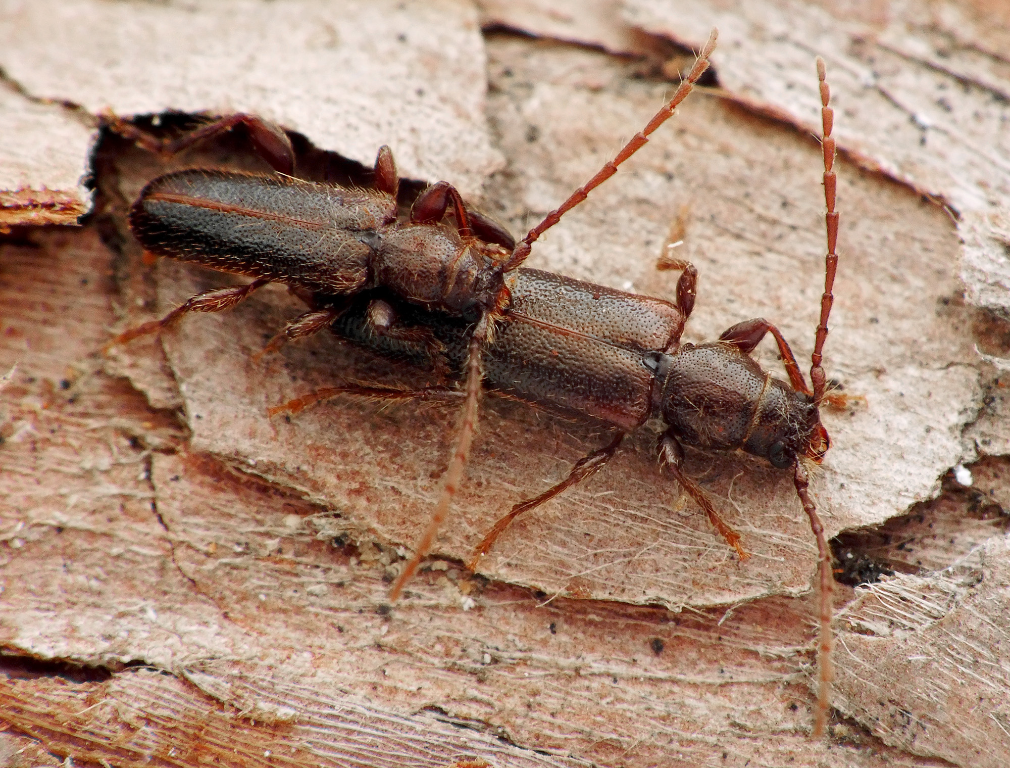 Phymatodes glabratus