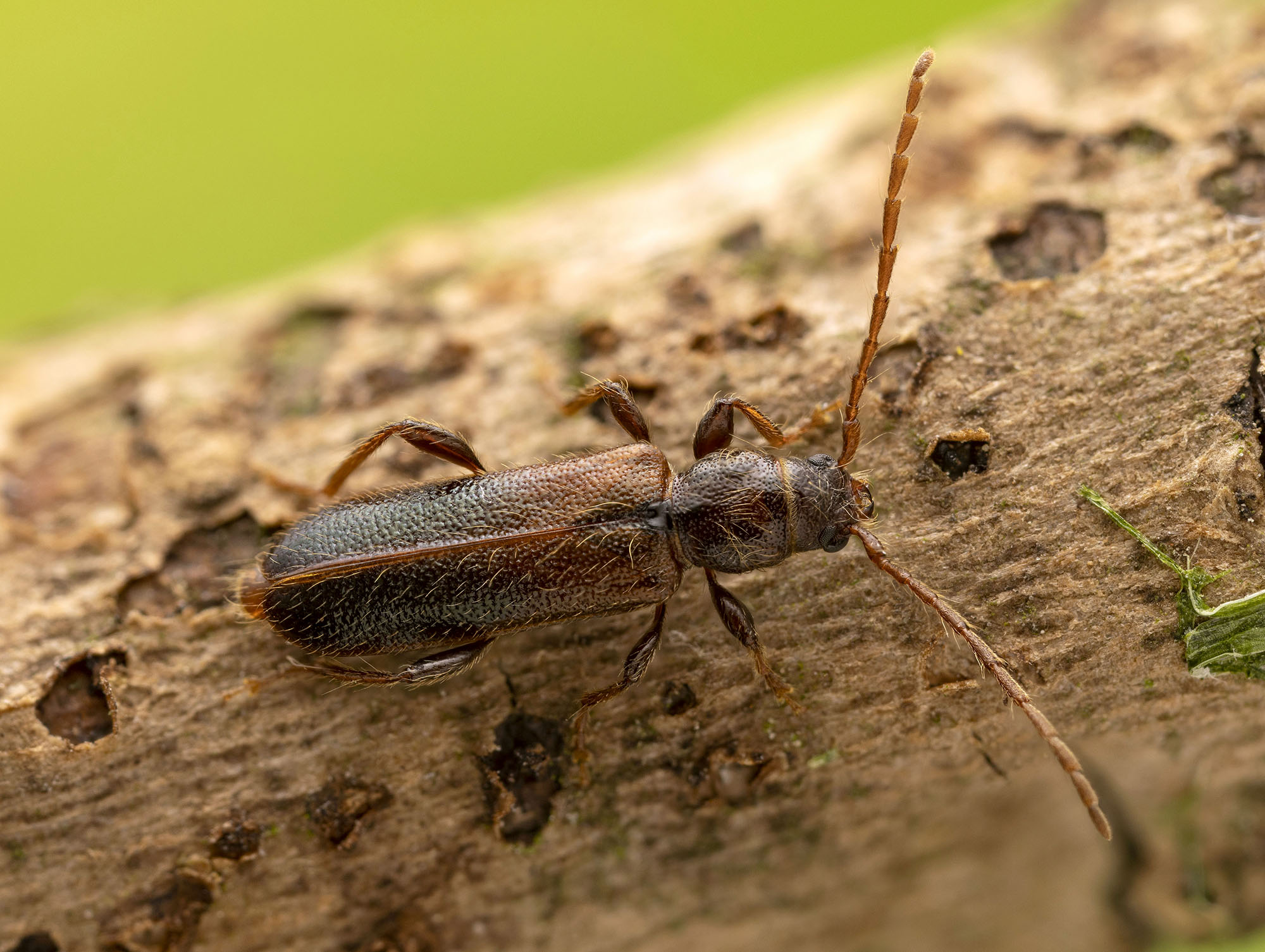 Phymatodes glabratus