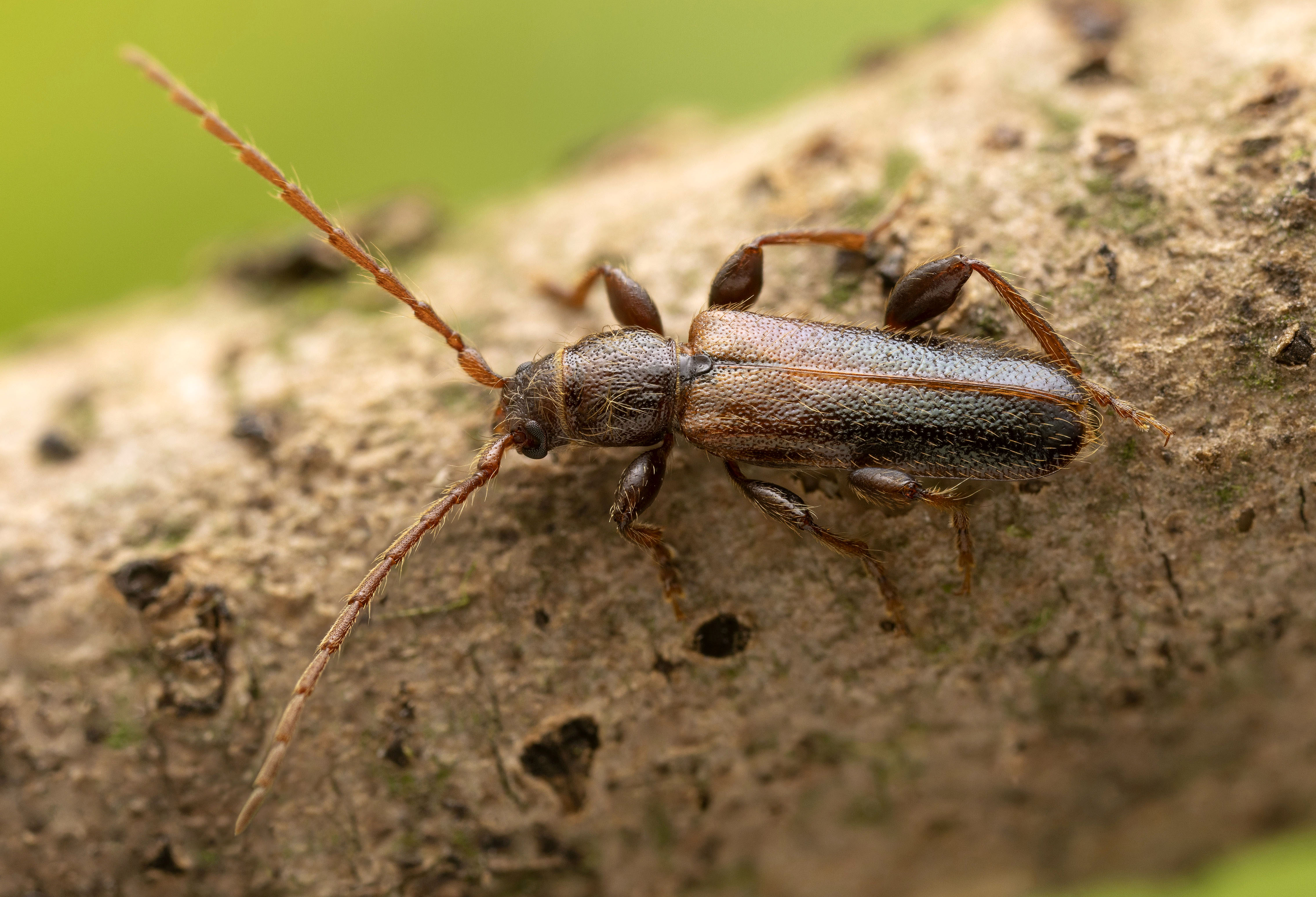 Phymatodes glabratus