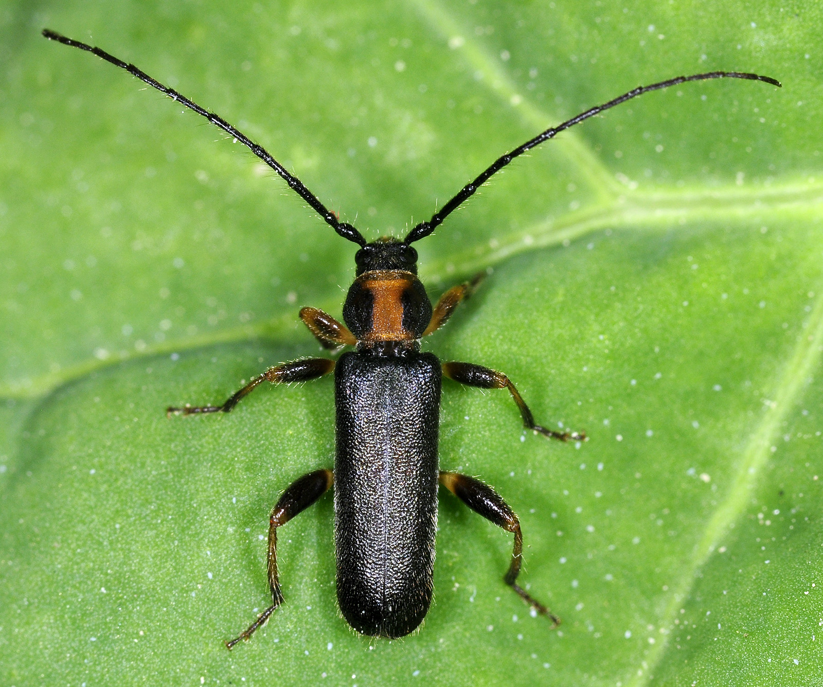 Phymatodes lividus