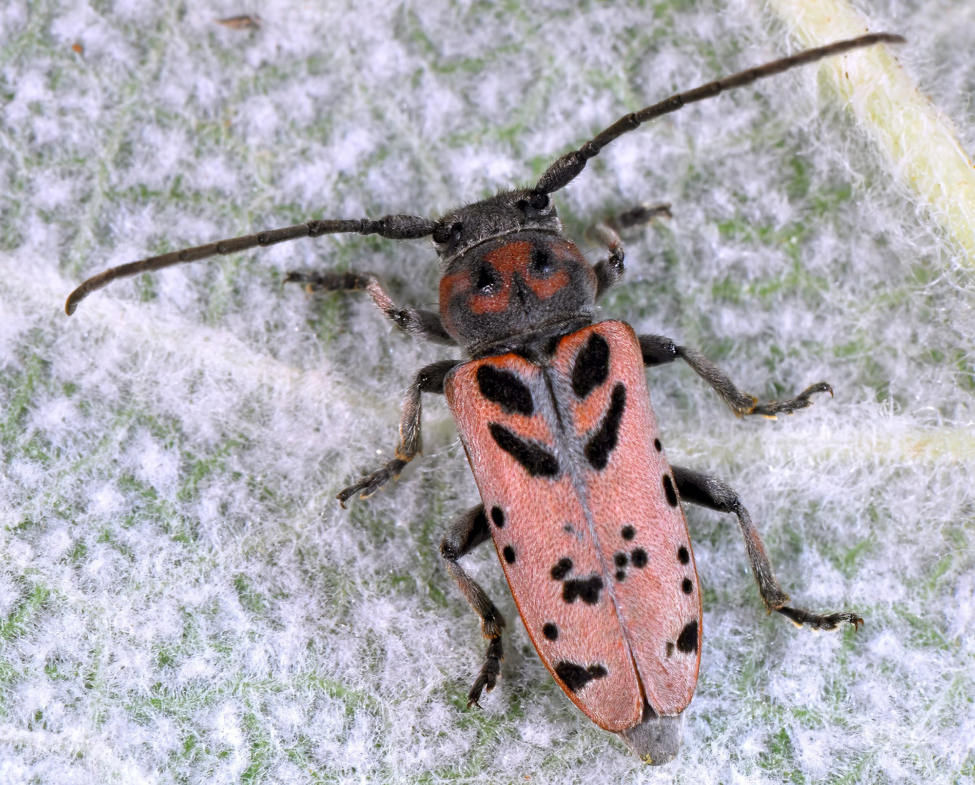 Phytoecia armeniaca