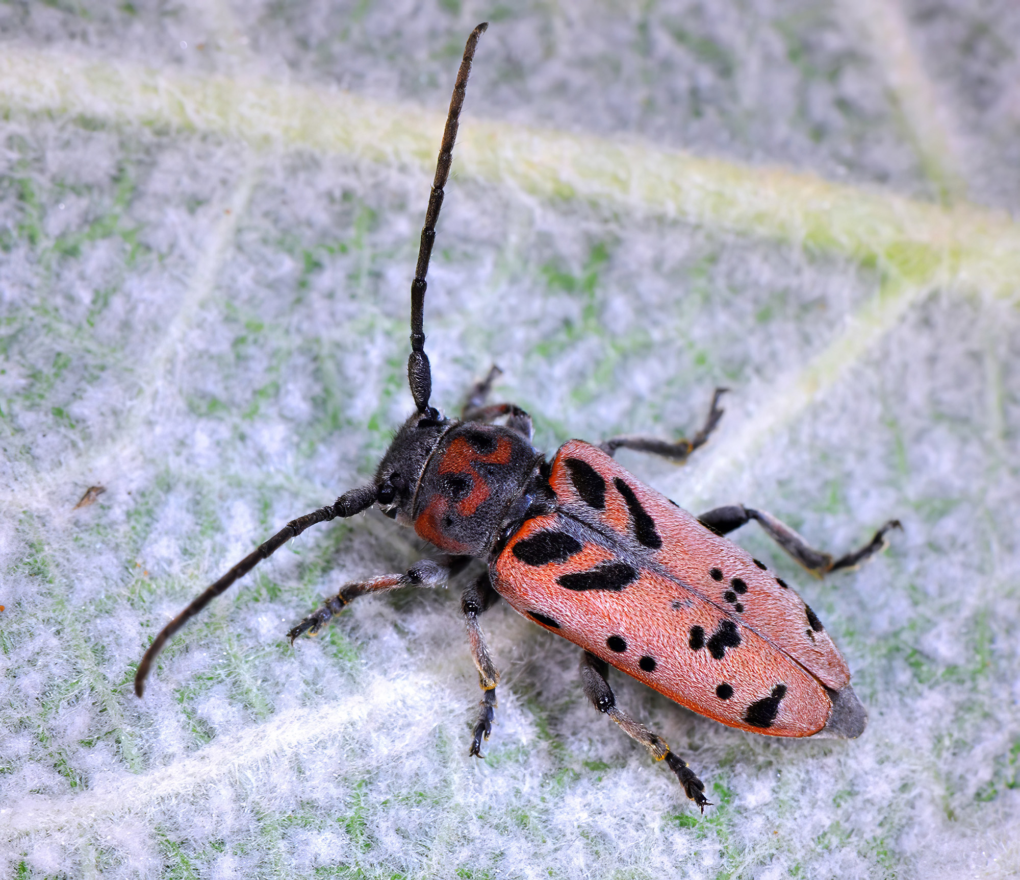 Phytoecia armeniaca