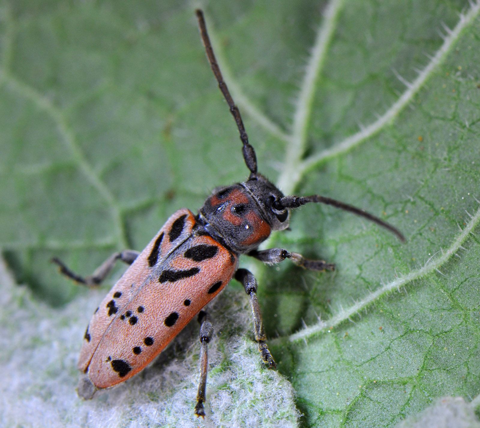 Phytoecia armeniaca