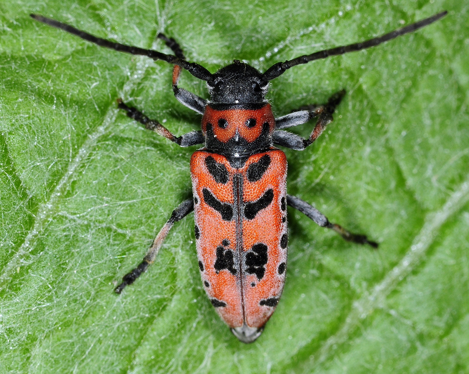 Phytoecia armeniaca 