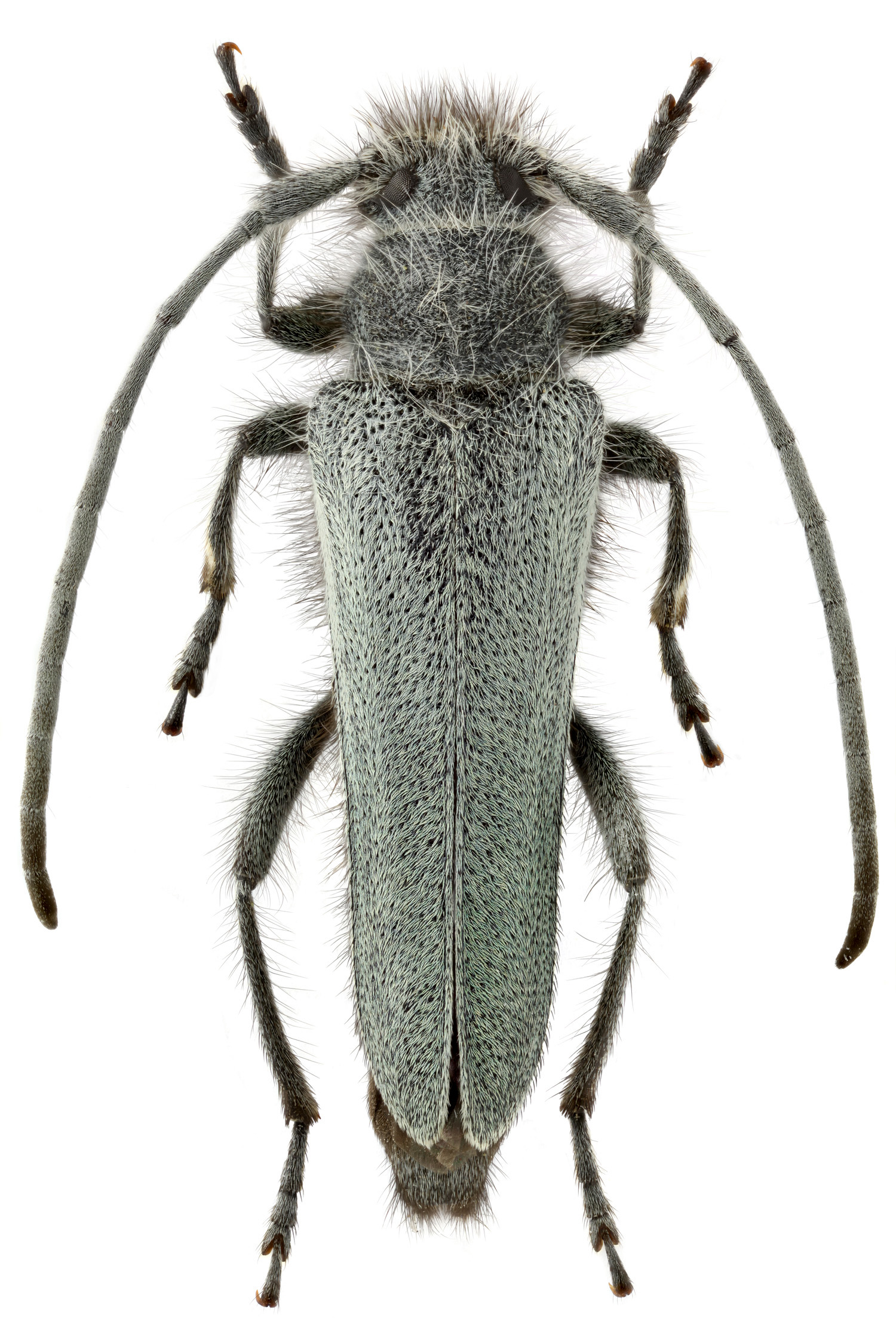 Phytoecia aspericollis