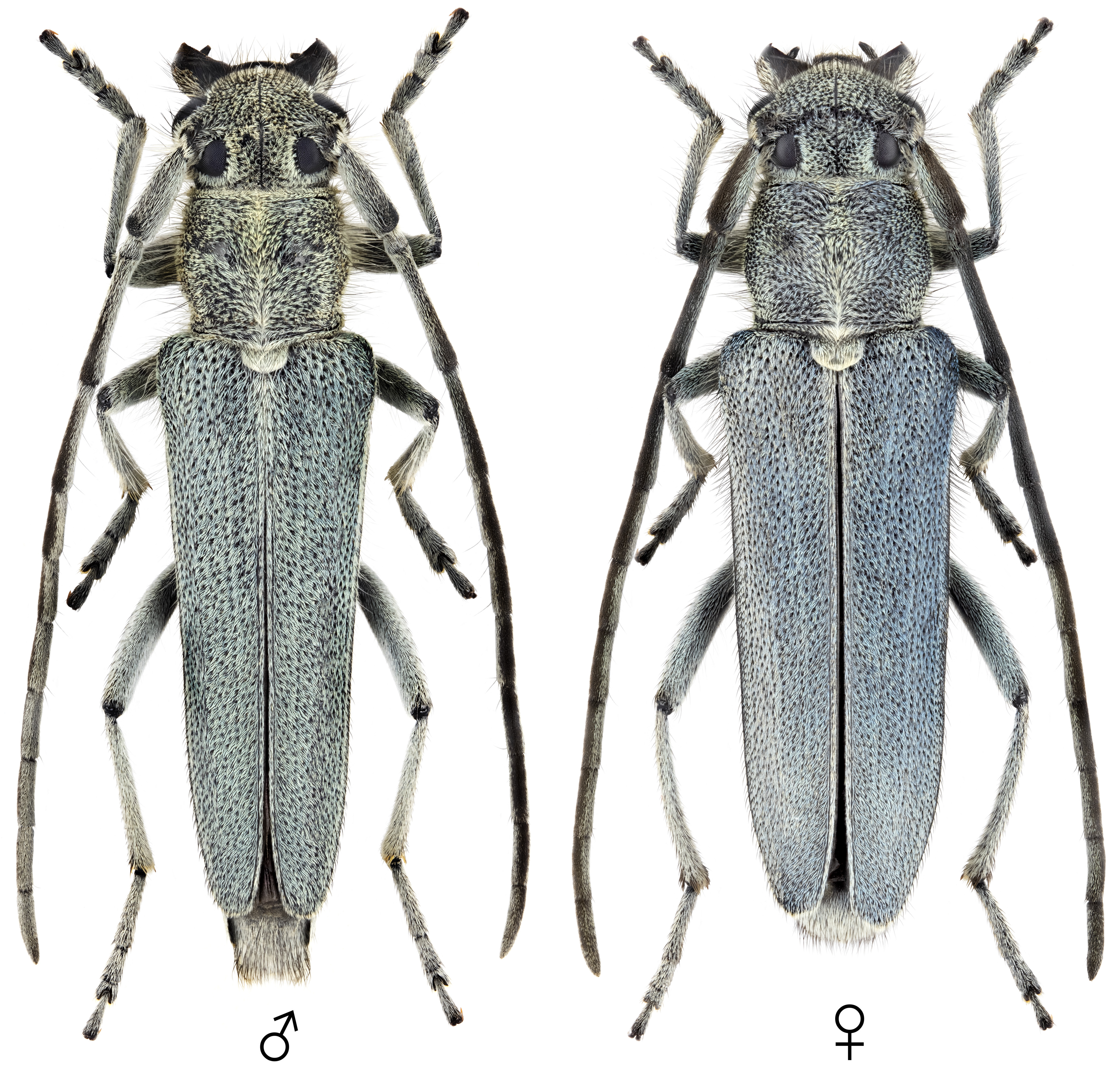 Phytoecia coerulescens coerulescens
