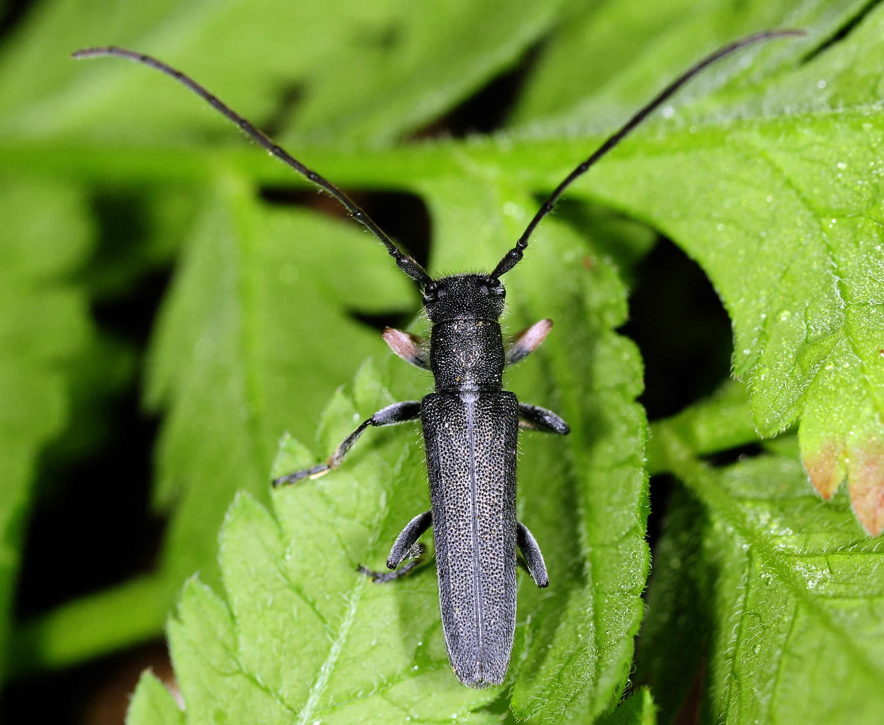 Phytoecia cylindrica