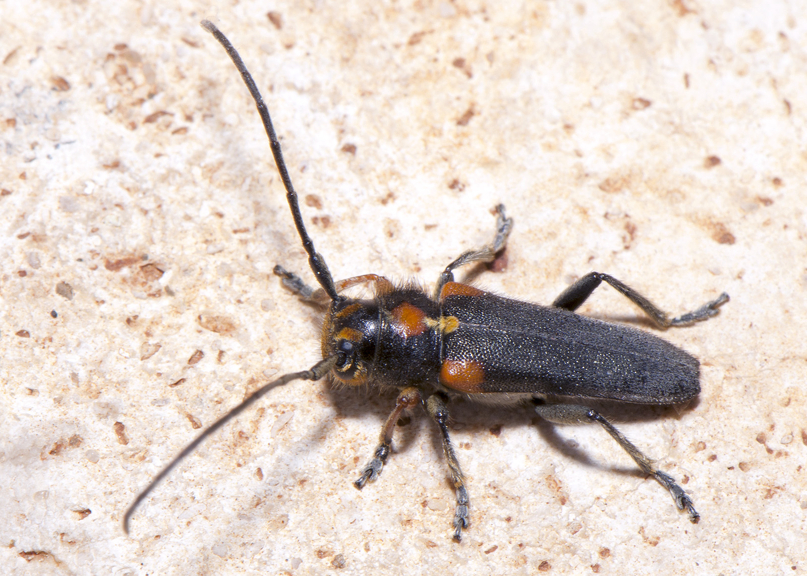 Phytoecia humeralis humeralis