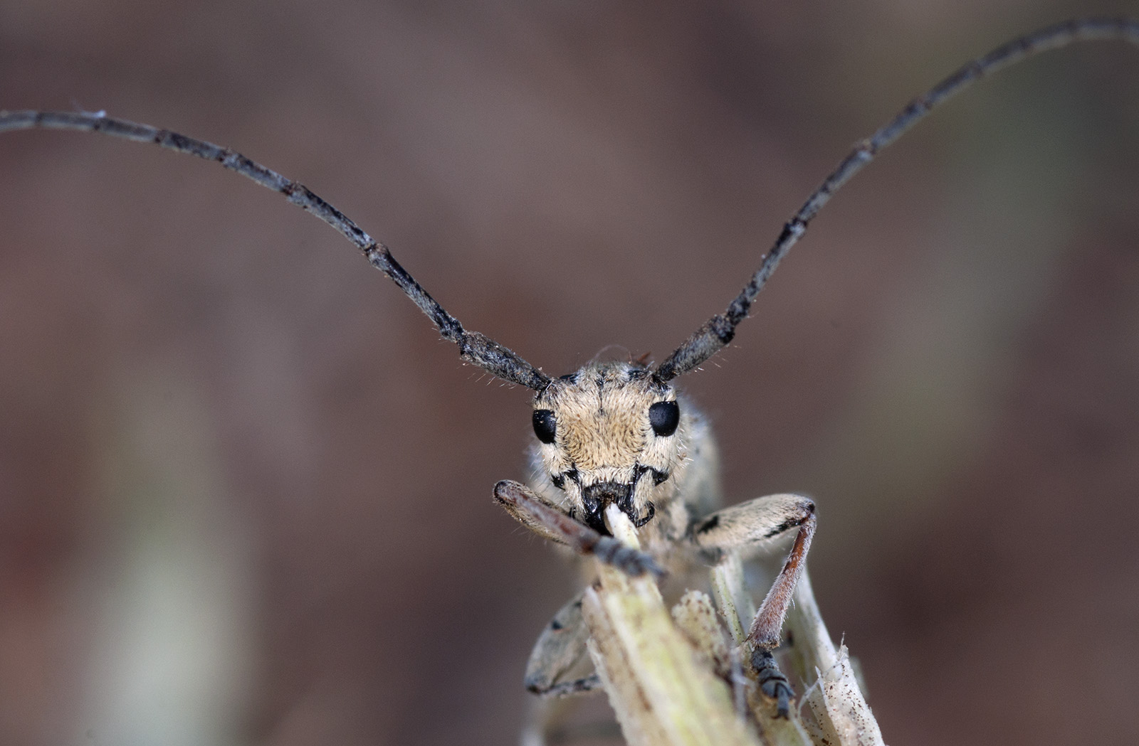 Mimocoptosia luteovittigera