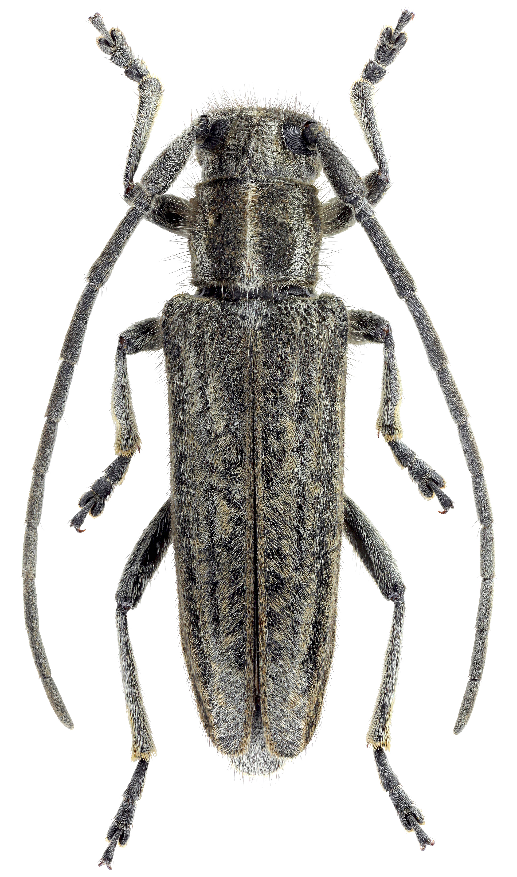 Phytoecia nausicae