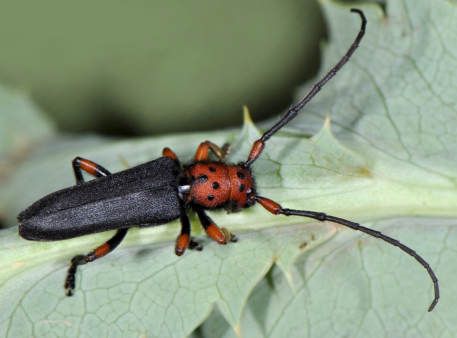 Phytoecia puncticollis puncticollis