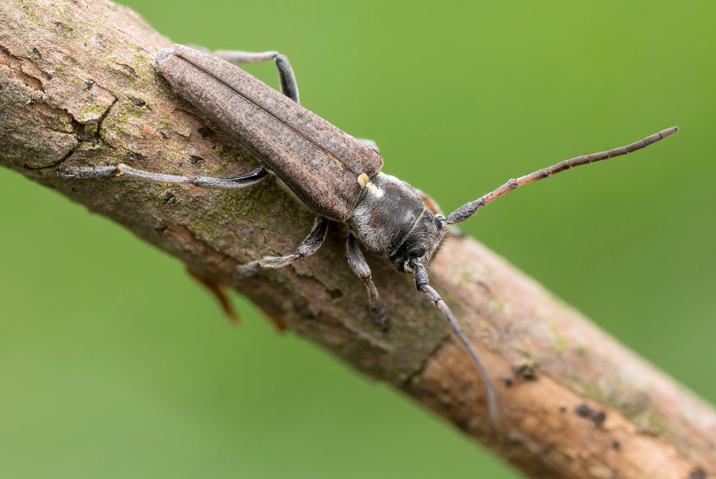 Phytoecia scutellata