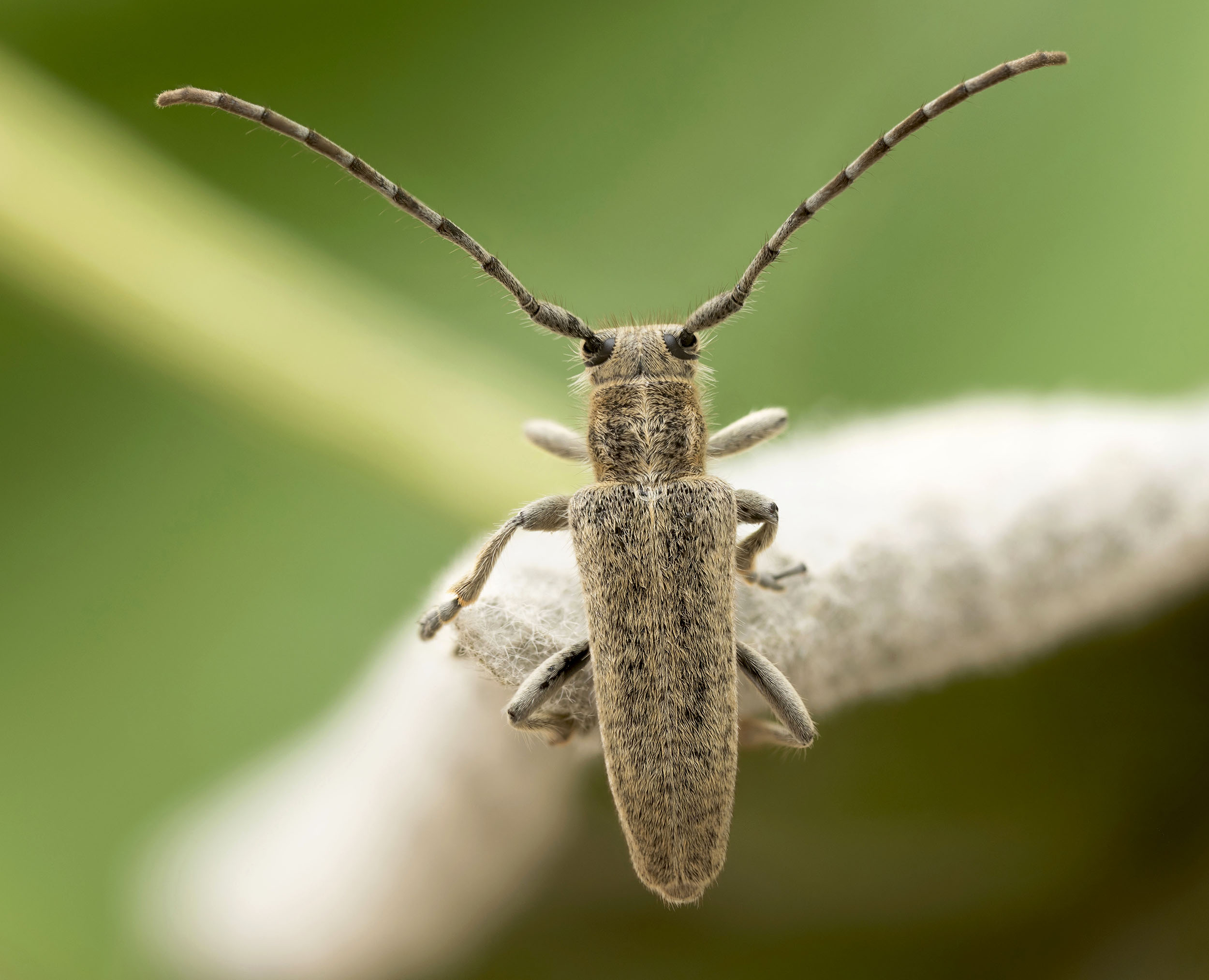 Phytoecia kruszelnickii
