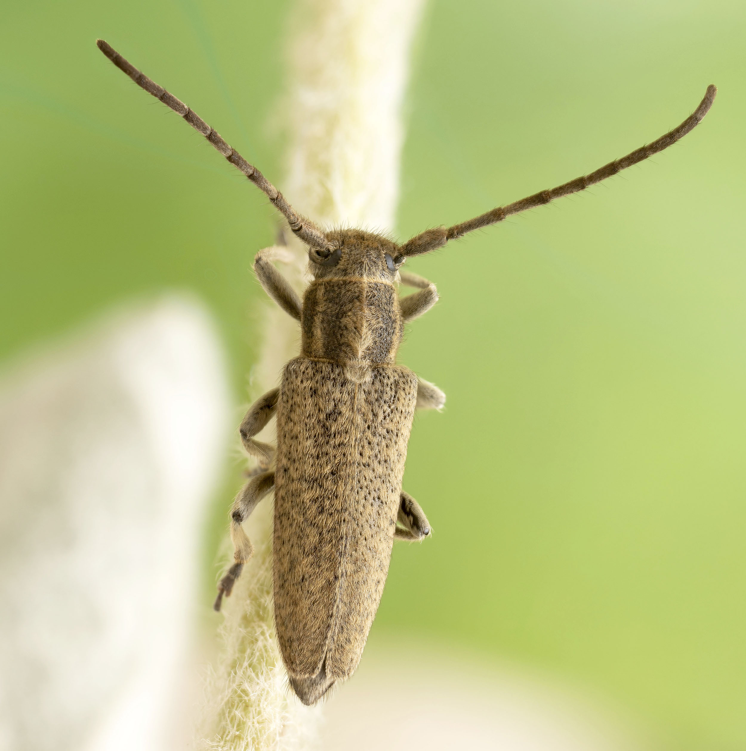 Phytoecia kruszelnickii