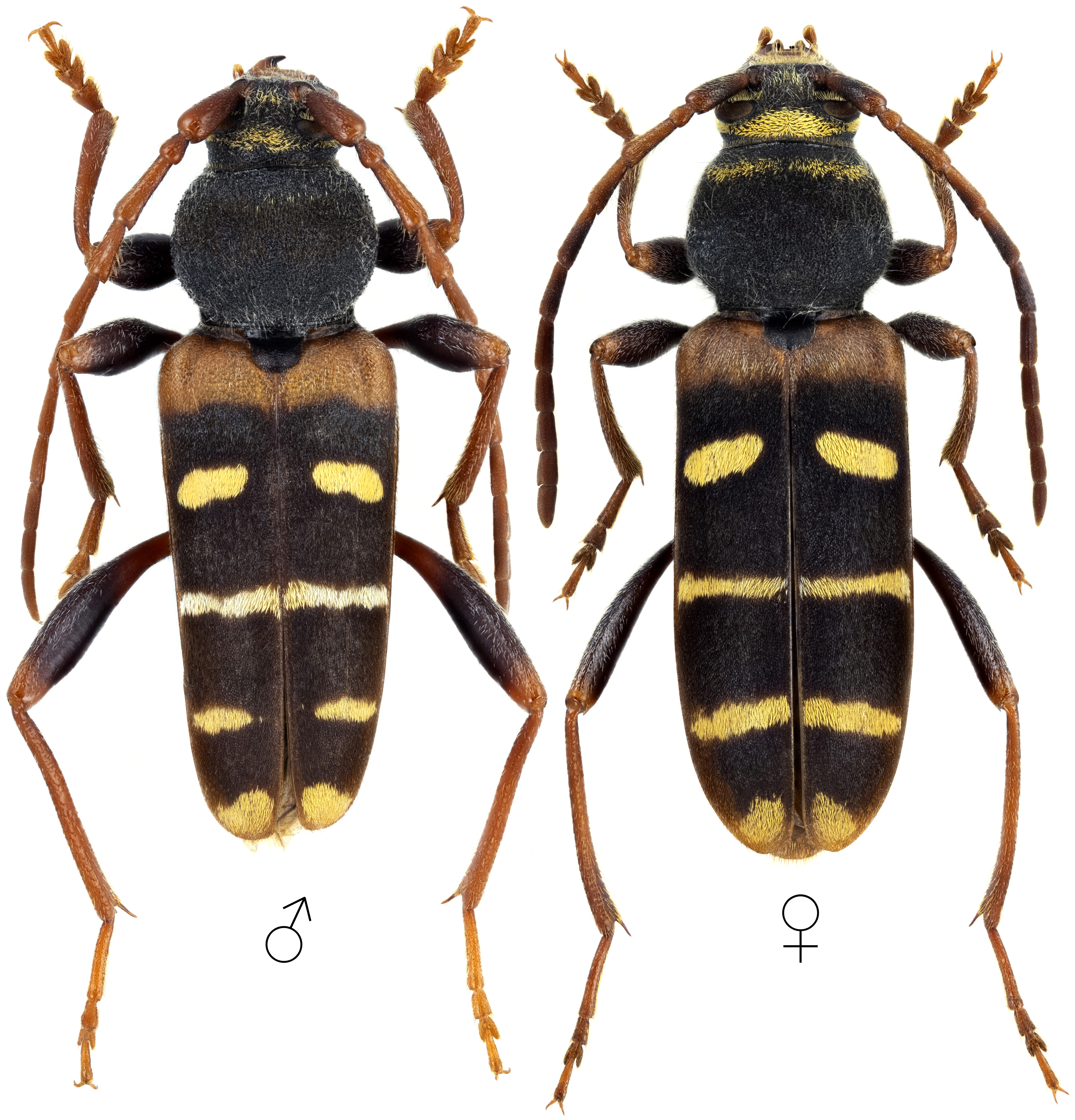 Plagionotus christophi