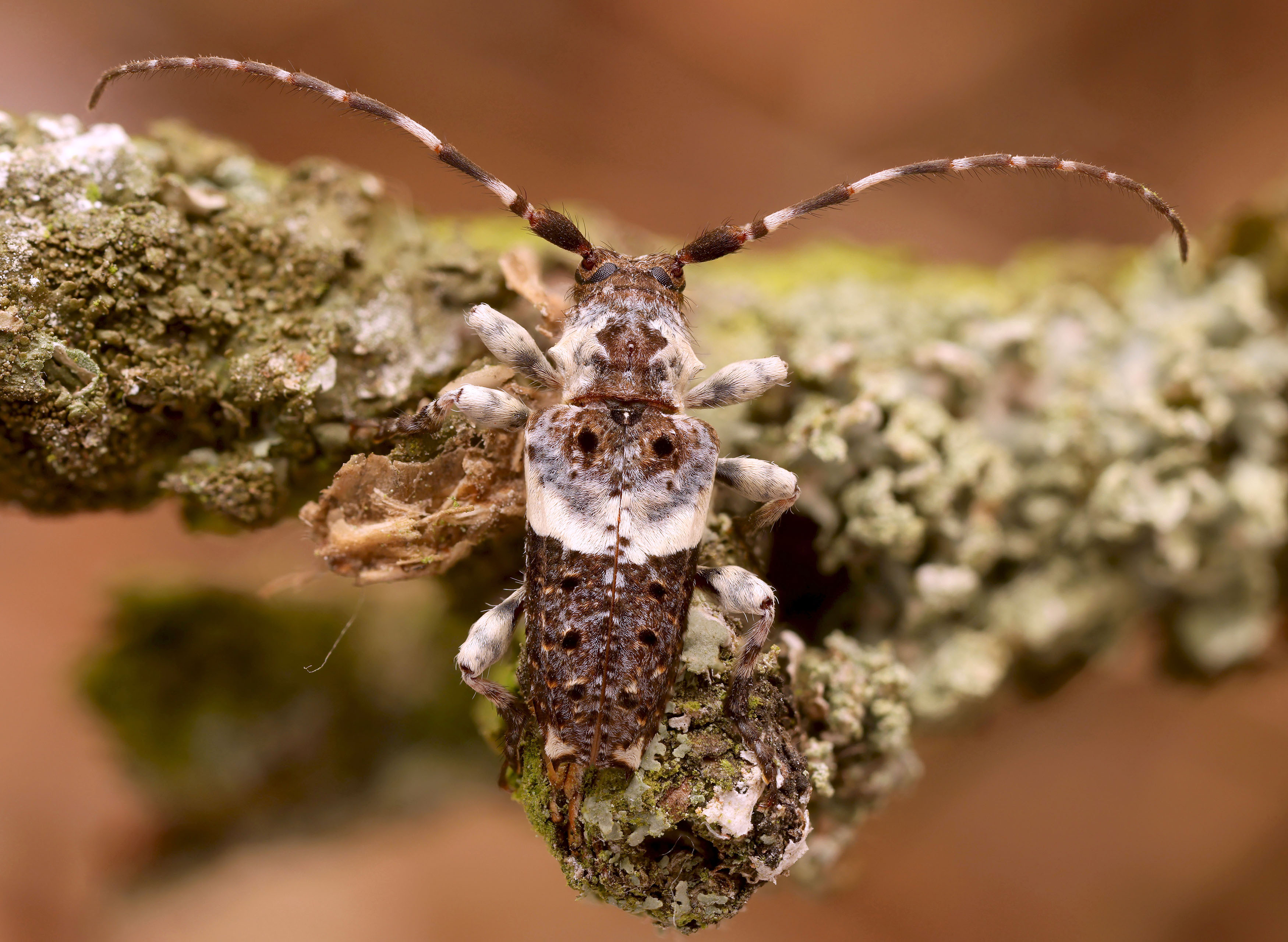 Pogonocherus cedri
