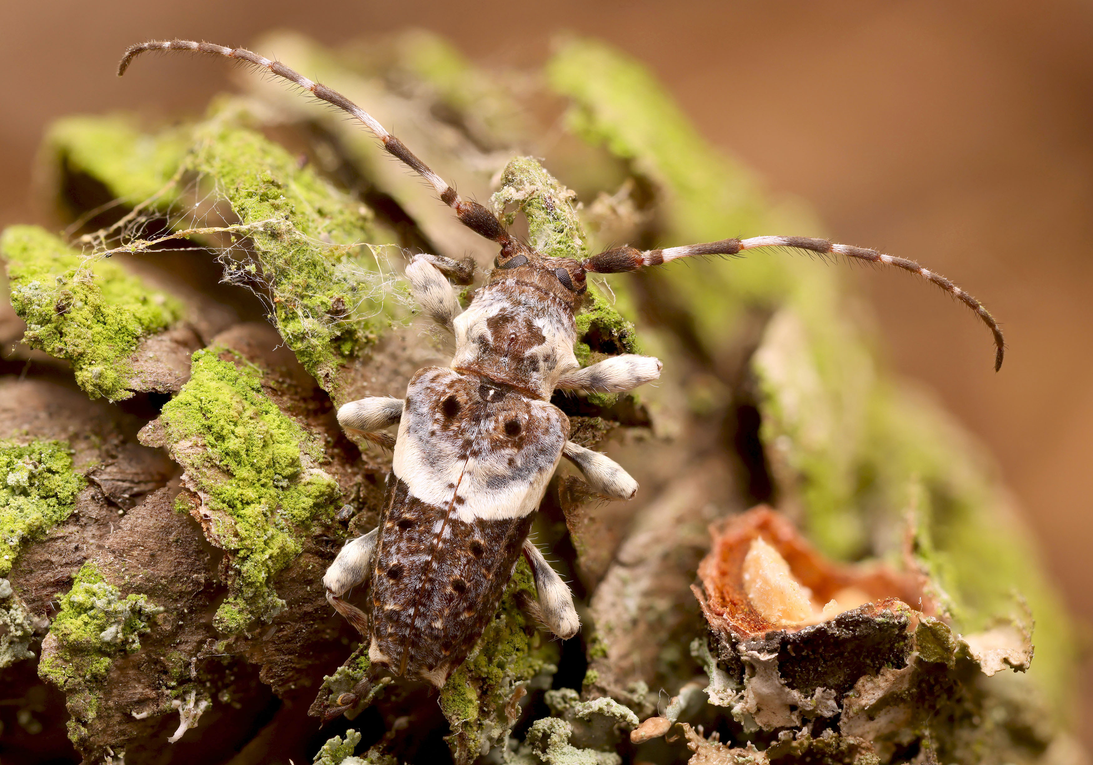 Pogonocherus cedri