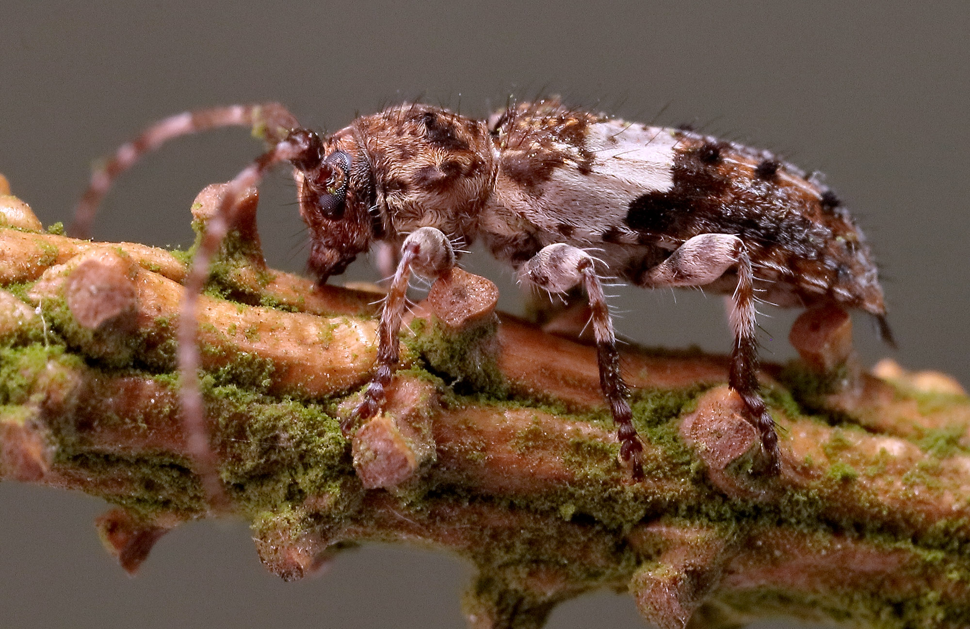 Pogonocherus fasciculatus fasciculatus