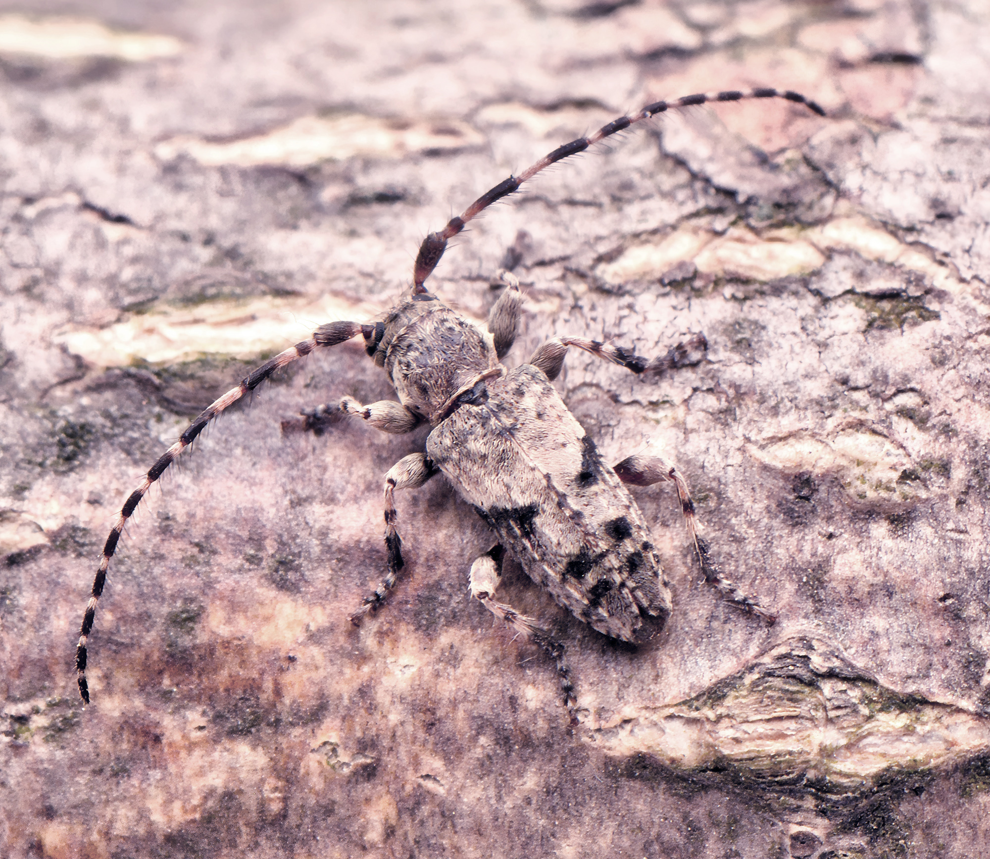 Pogonocherus inermicollis