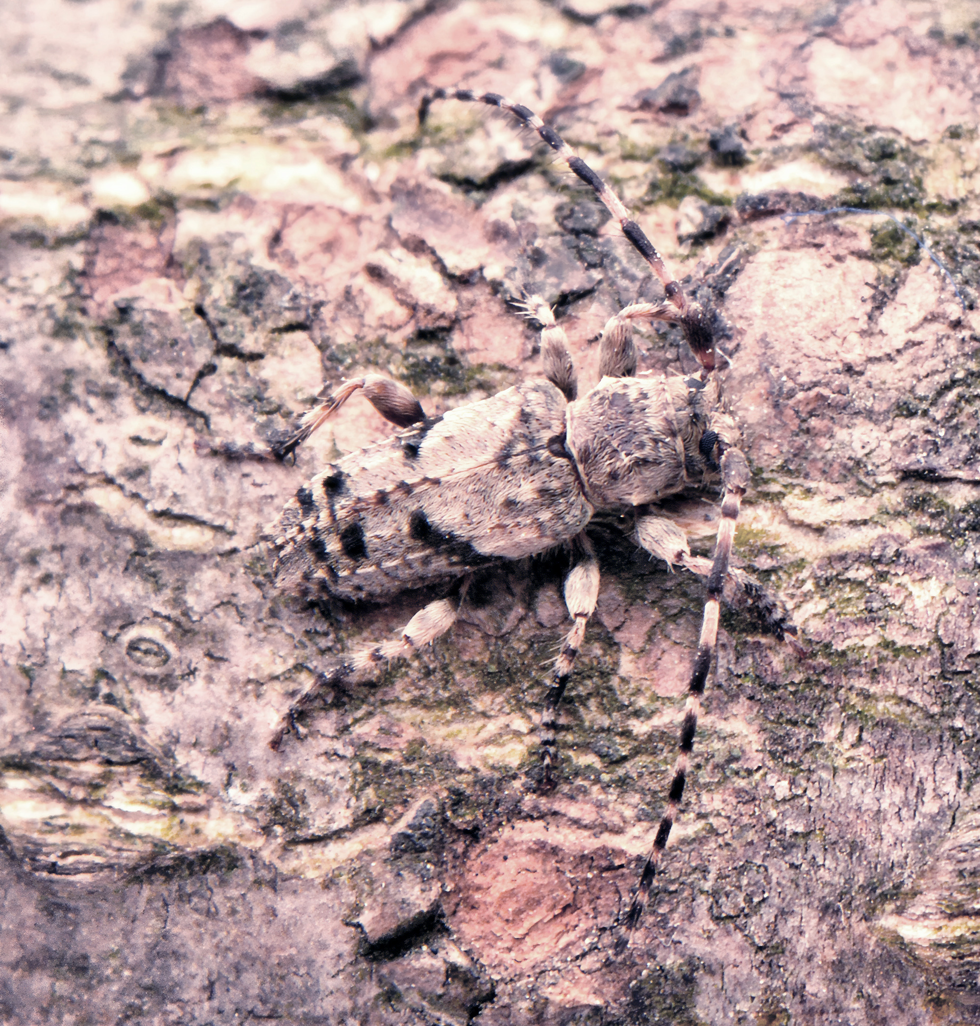 Pogonocherus inermicollis