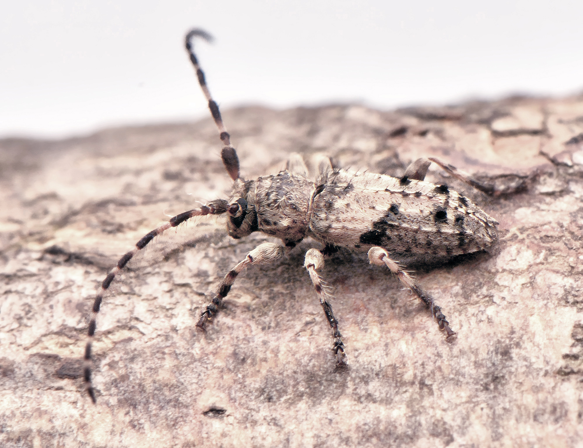 Pogonocherus inermicollis