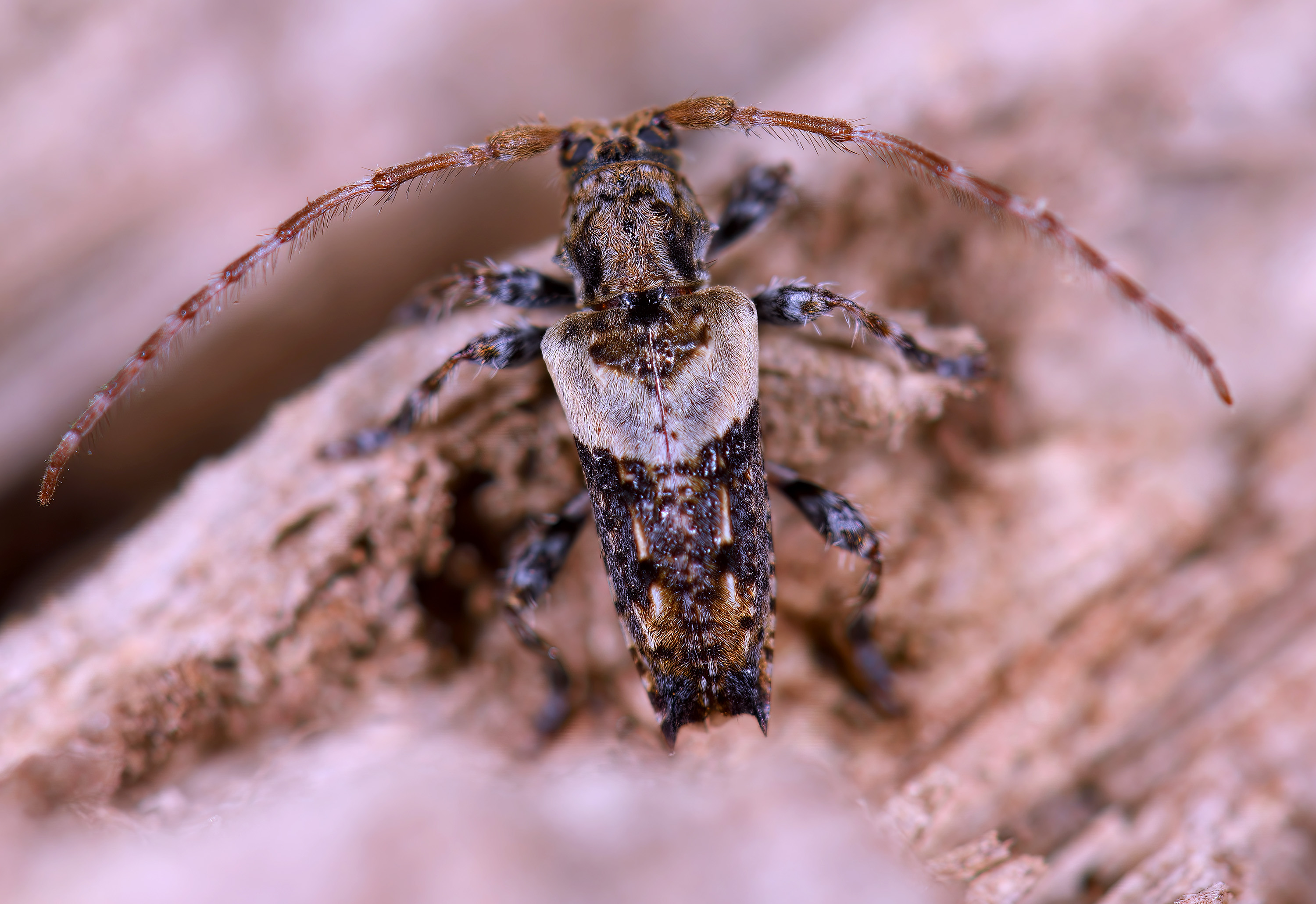 Pogonocherus pepa