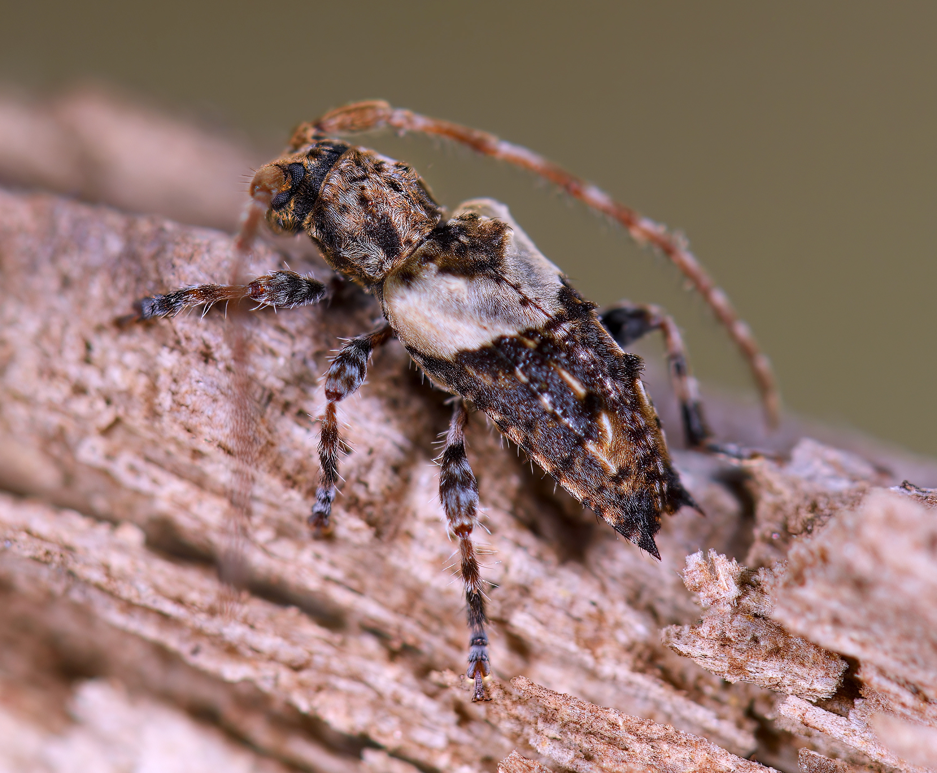 Pogonocherus pepa
