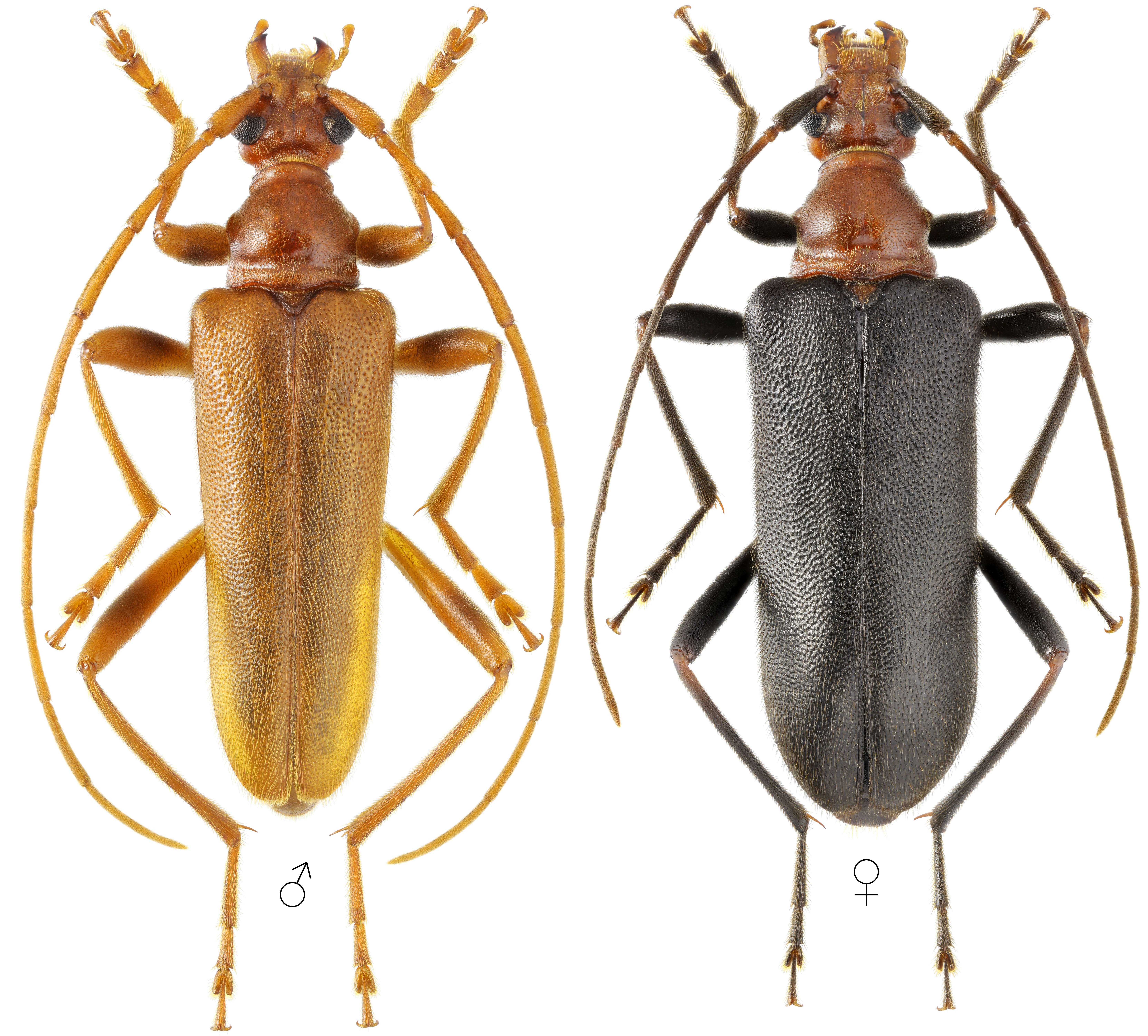 Pseudosieversia rufa