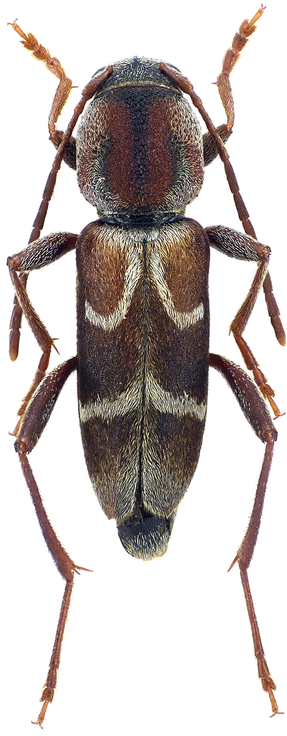 Pseudosphegesthes brunnescens