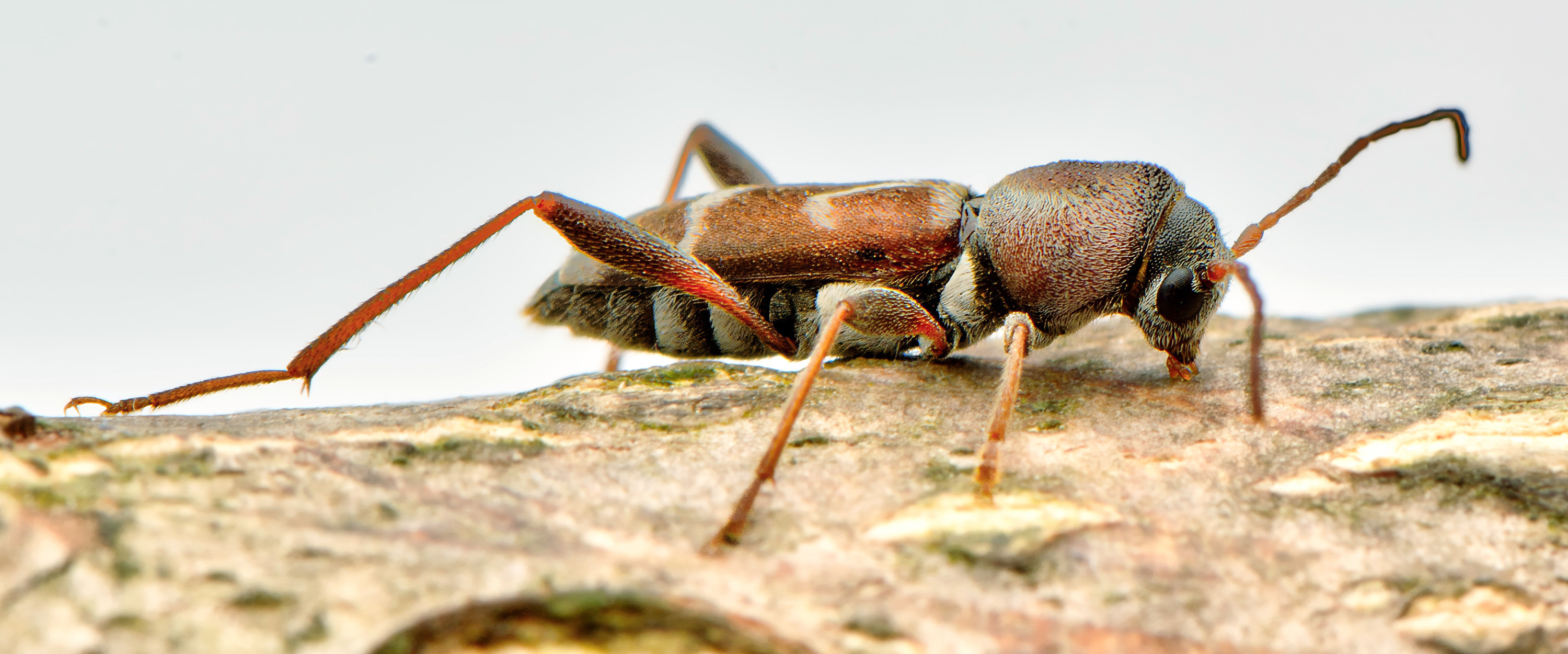 Pseudosphegesthes brunnescens