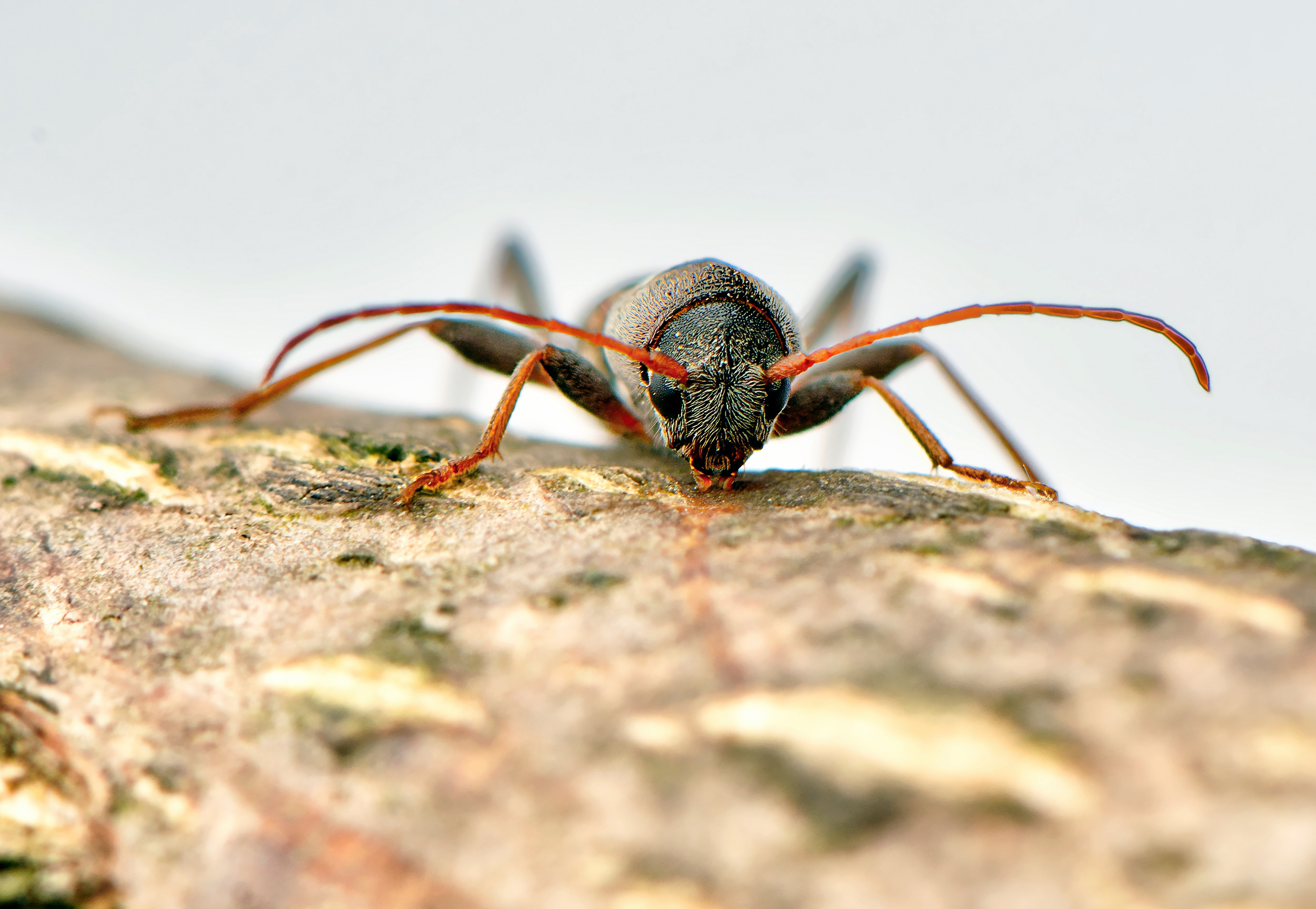 Pseudosphegesthes brunnescens