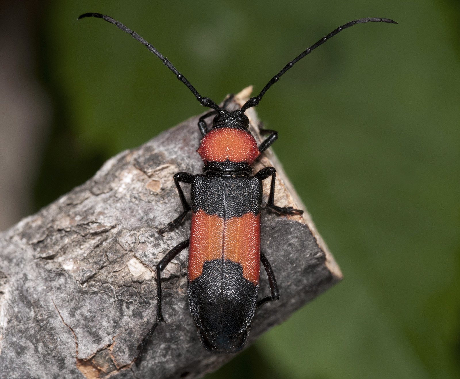 Purpuricenus barbarus