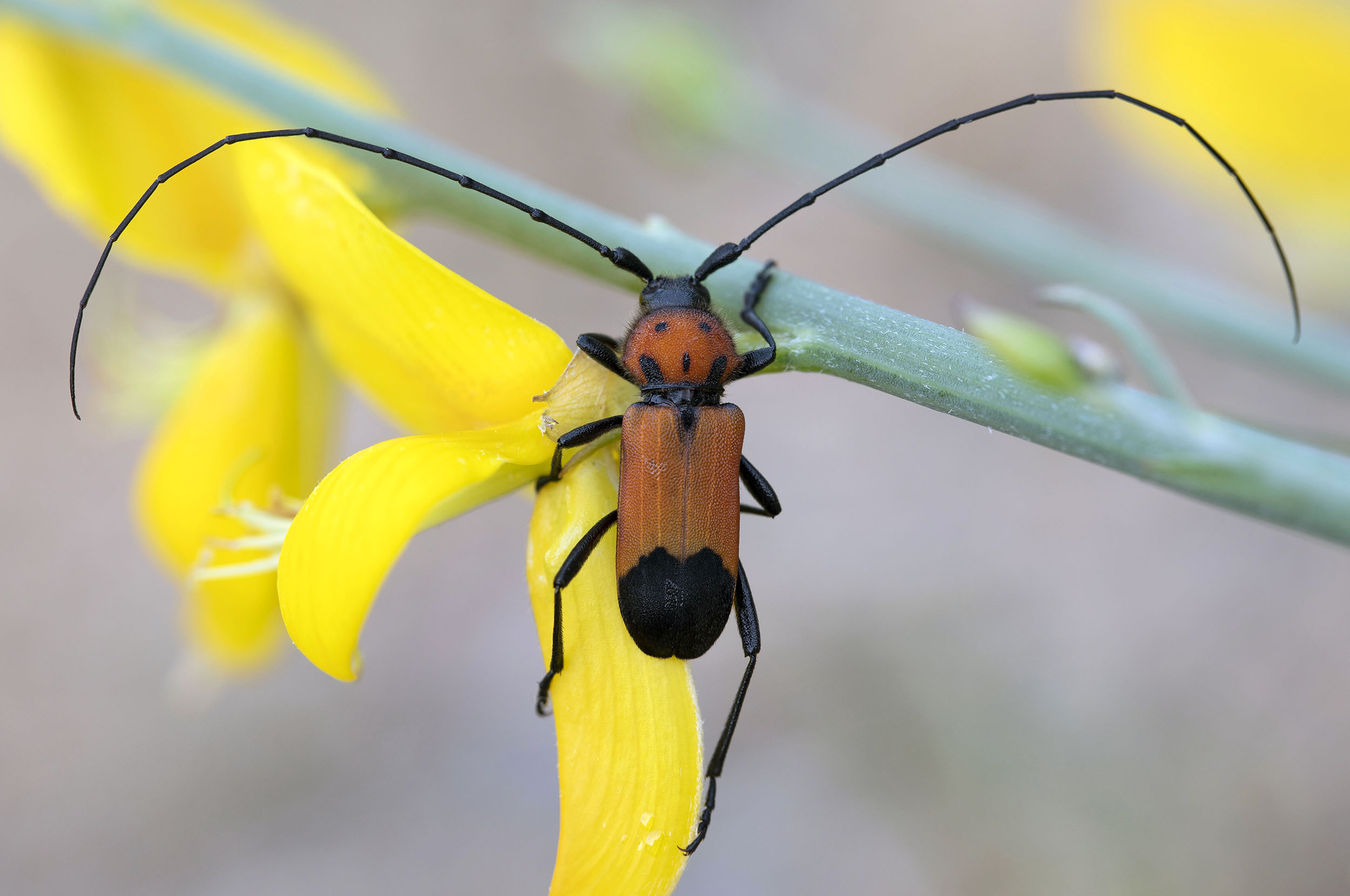 Purpuricenus desfontainii inhumeralis