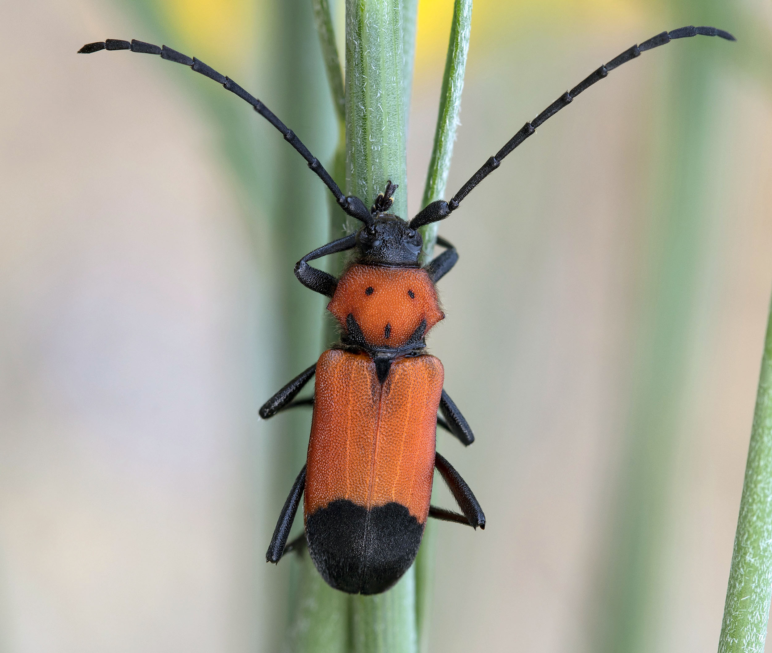 Purpuricenus desfontainii inhumeralis