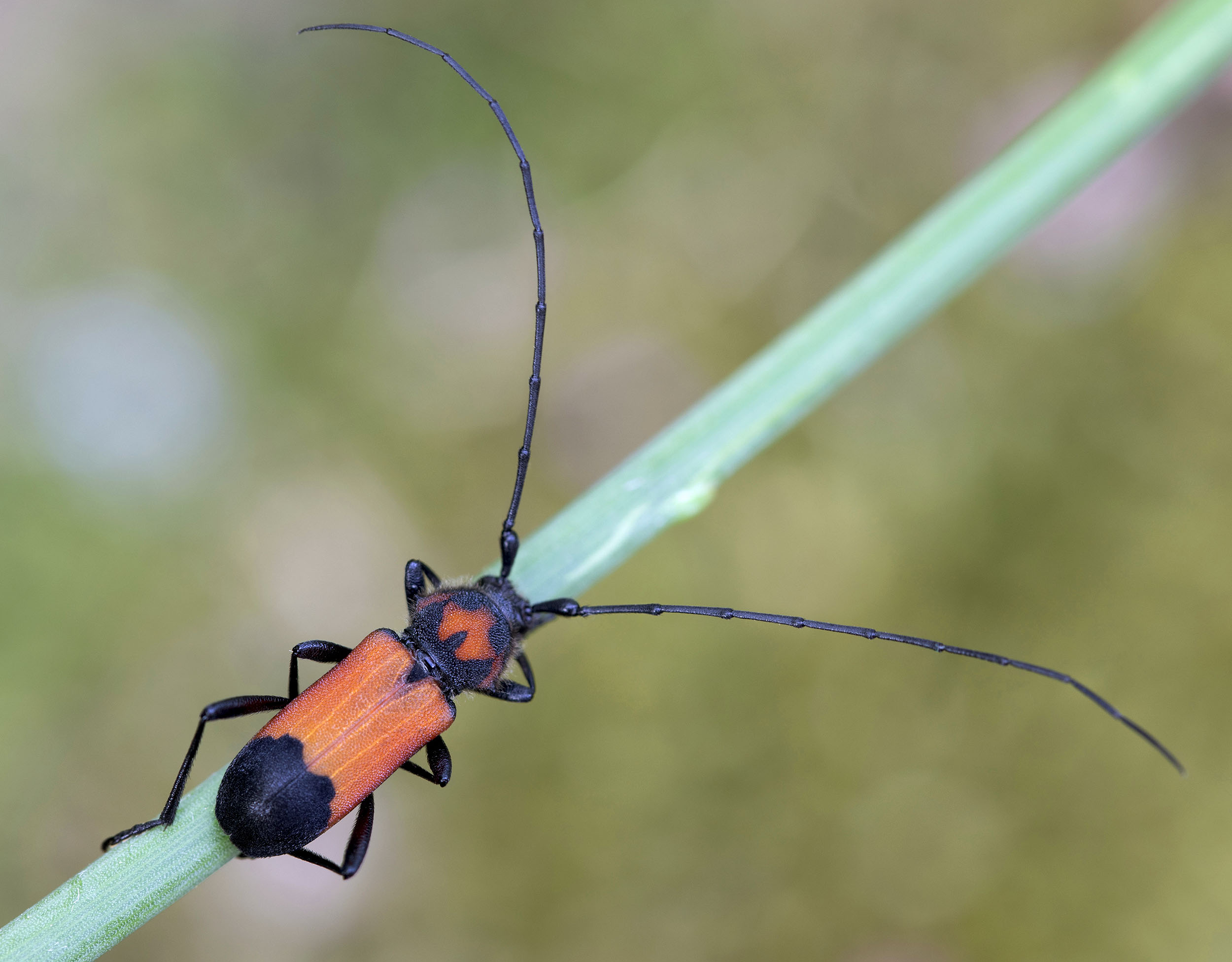 Purpuricenus desfontainii inhumeralis